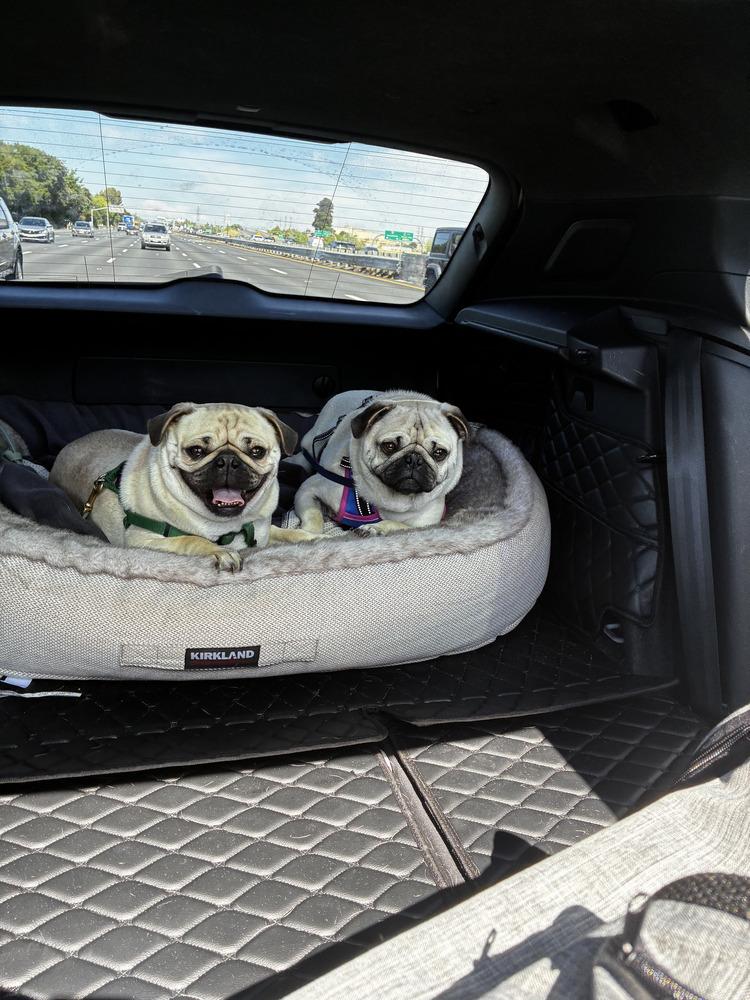 Jerry, a Adoptable Pug in Pacifica, CA image 2/3