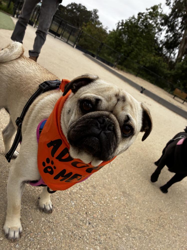 Jerry, a Adoptable Pug in Pacifica, CA image 3/3