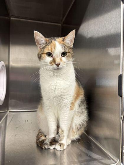 Enlarge Oakley (O4), a Adoptable mixed breed in Lafayette, IN image 1/3