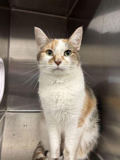 Enlarge Oakley (O4), a Adoptable mixed breed in Lafayette, IN image 2/3