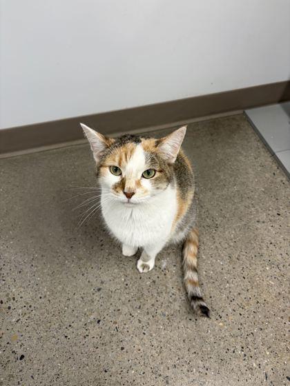 Enlarge Oakley (O4), a Adoptable mixed breed in Lafayette, IN image 3/3