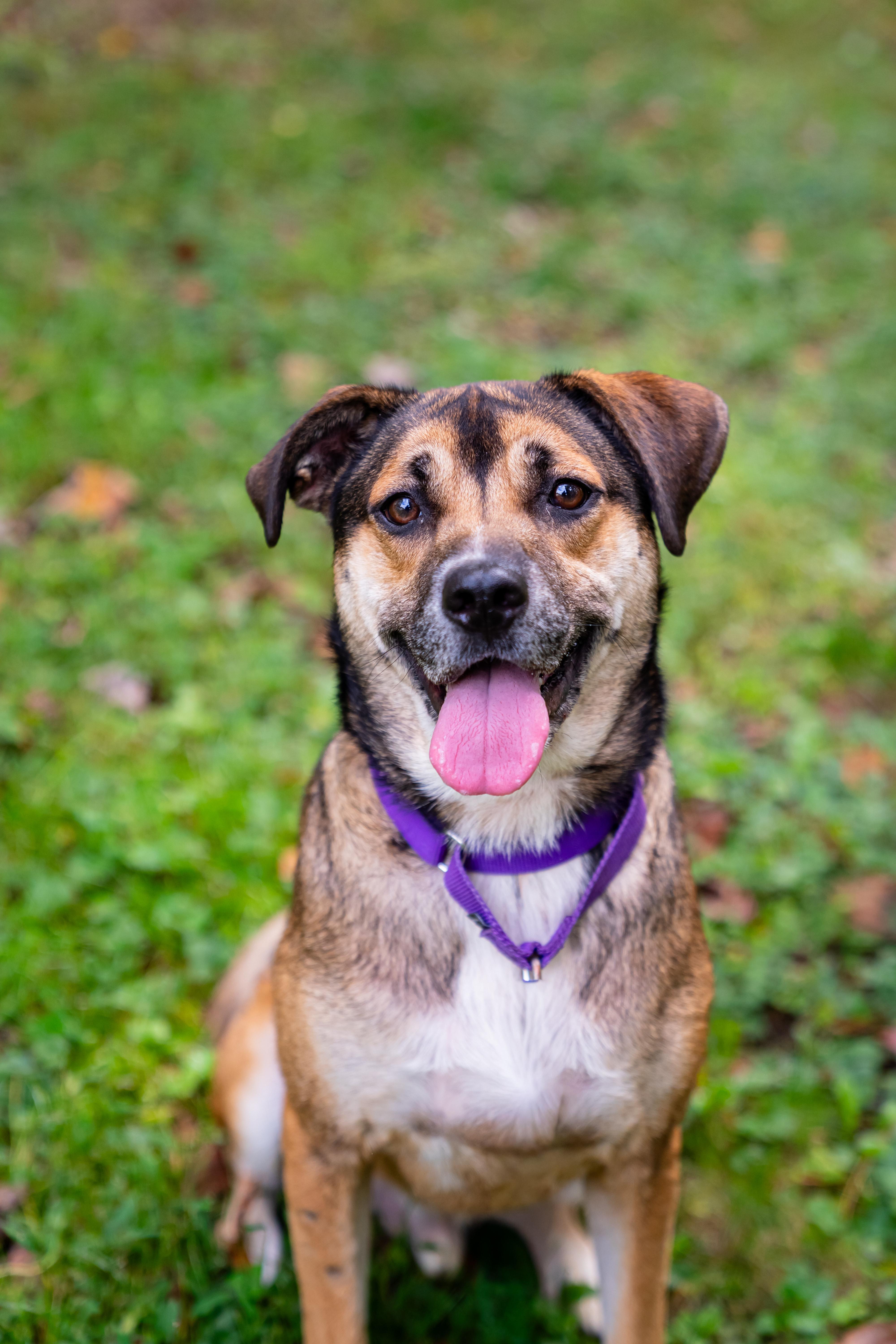 Enlarge Pluto, a Adoptable mixed breed in Dellslow, WV image 5/6
