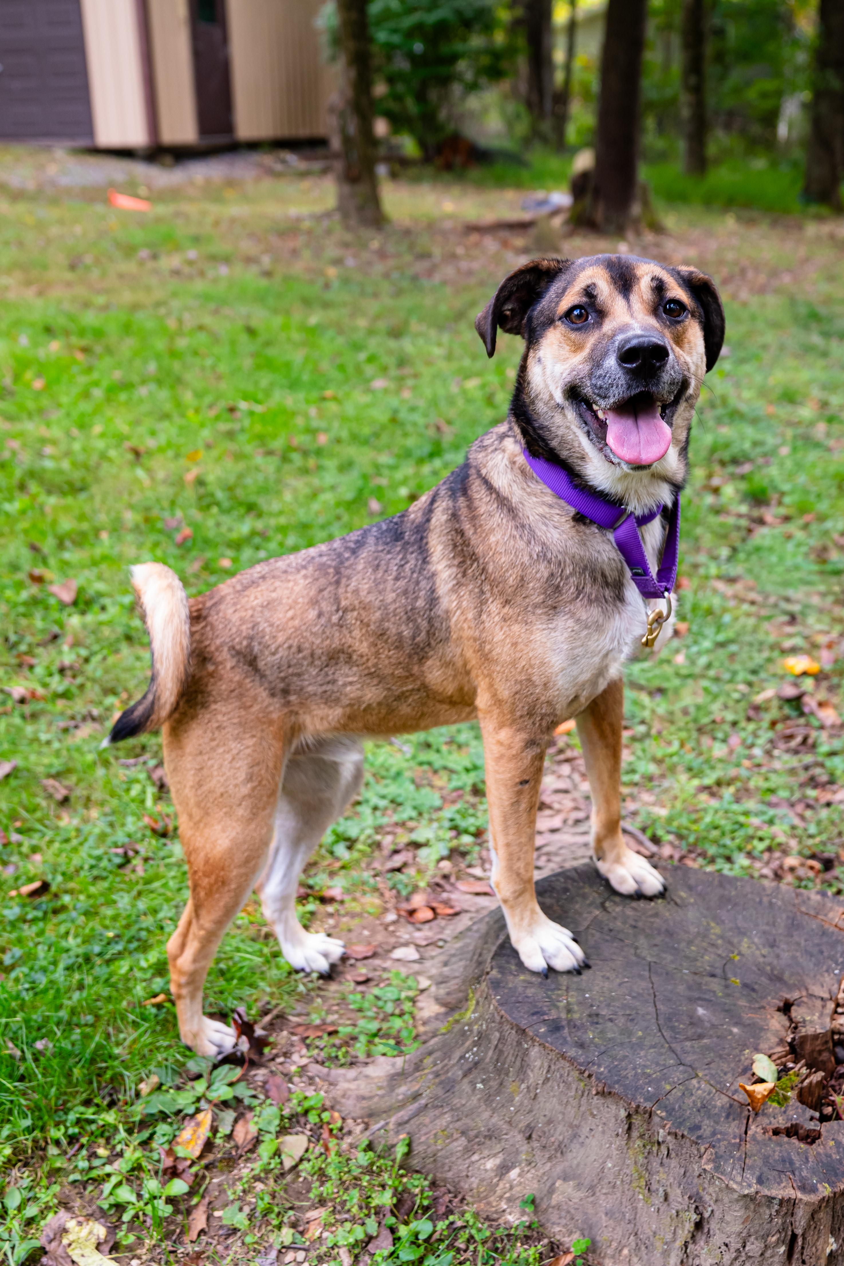 Enlarge Pluto, a Adoptable mixed breed in Dellslow, WV image 2/6