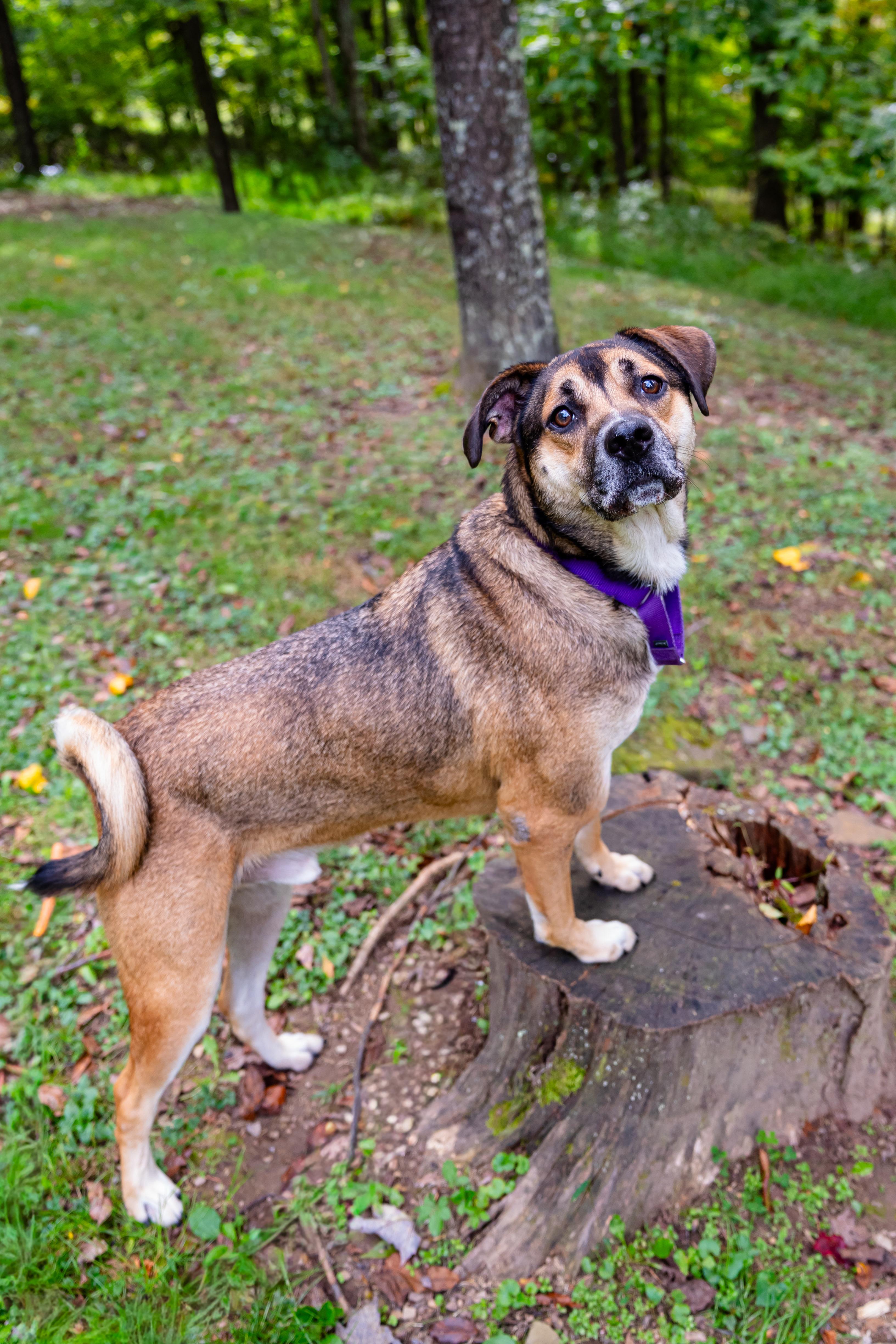 Enlarge Pluto, a Adoptable mixed breed in Dellslow, WV image 3/6