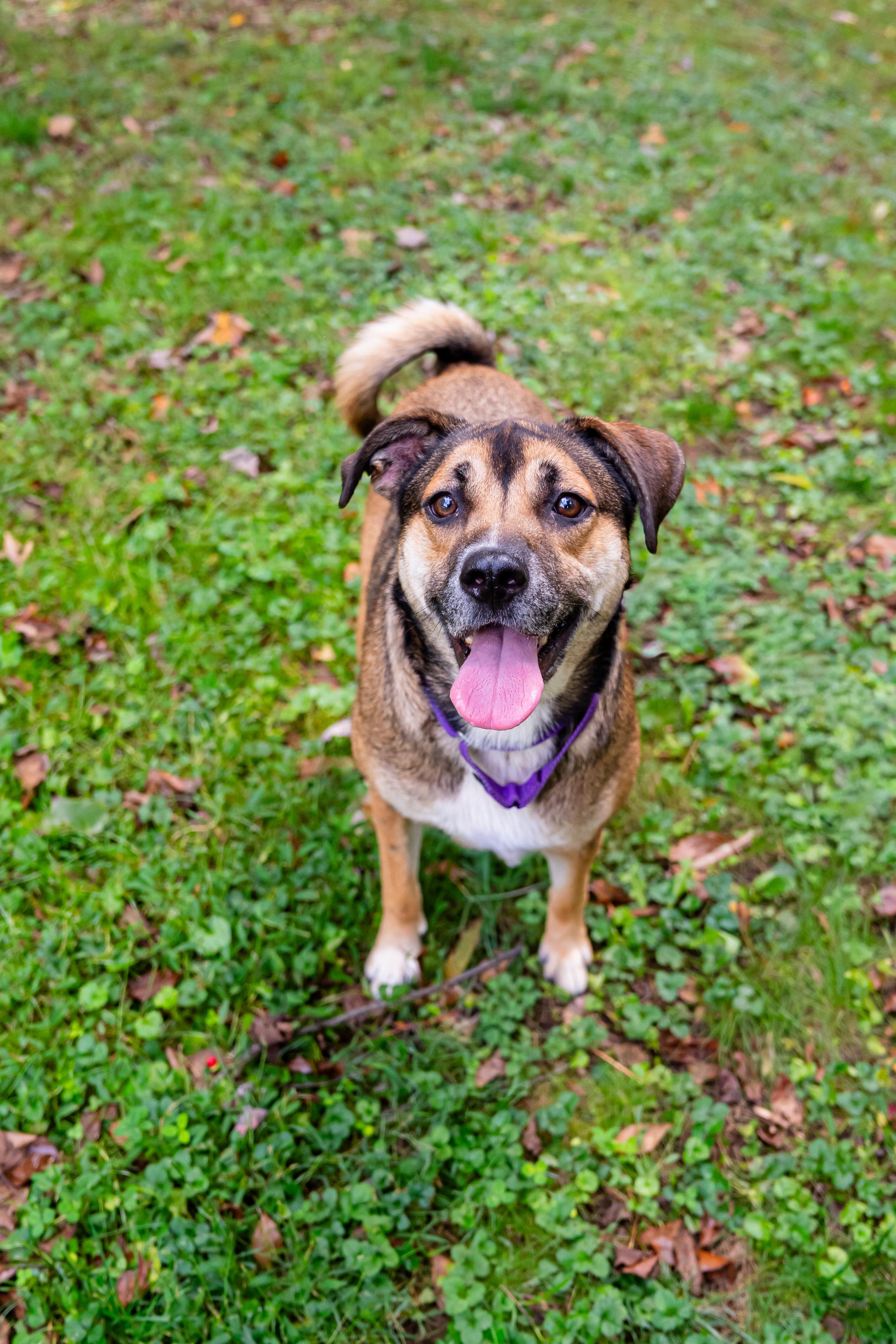 Enlarge Pluto, a Adoptable mixed breed in Dellslow, WV image 4/6