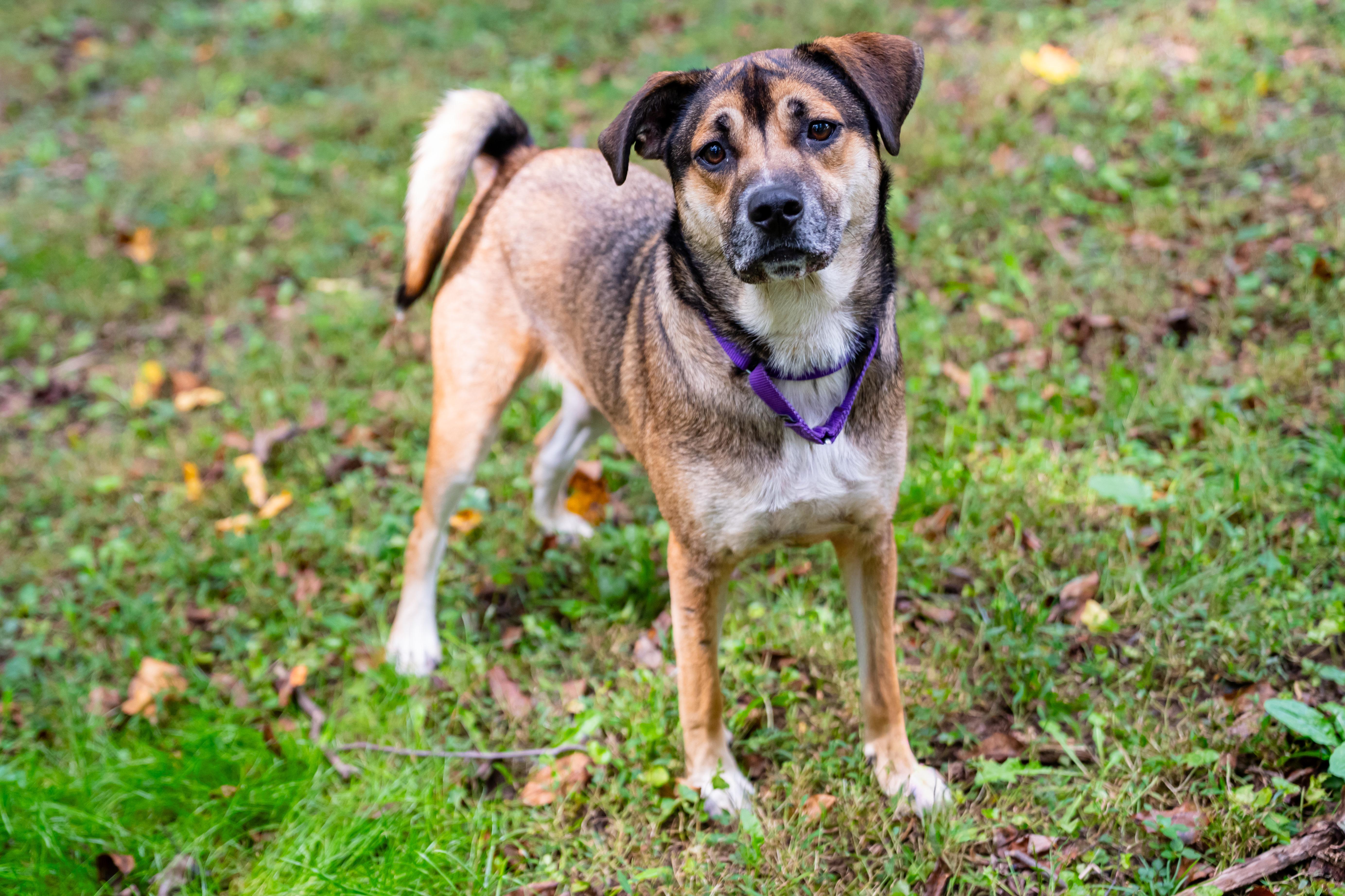 Enlarge Pluto, a Adoptable mixed breed in Dellslow, WV image 6/6