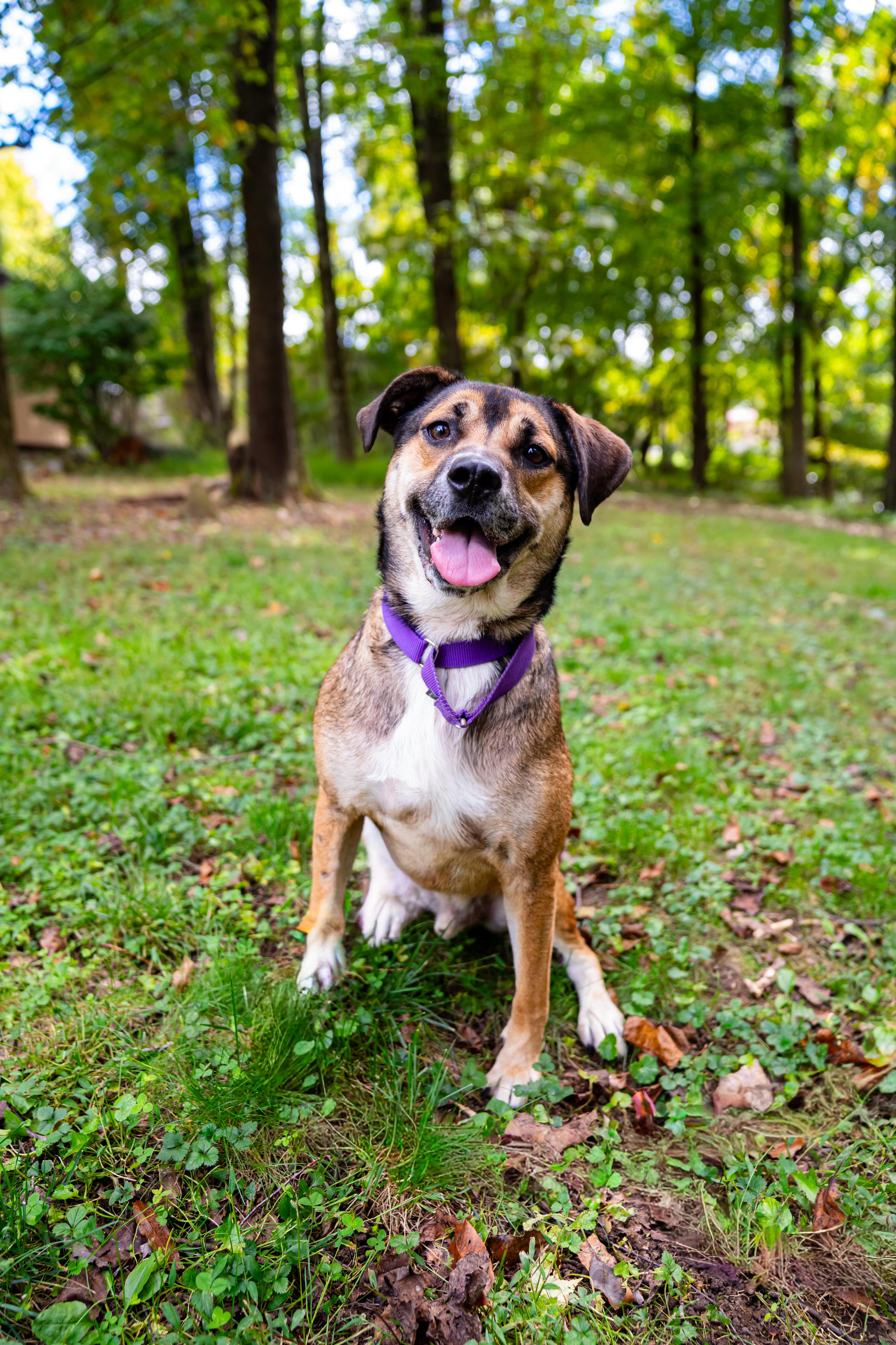 Pluto, Adoptable, Adult Male Hound.