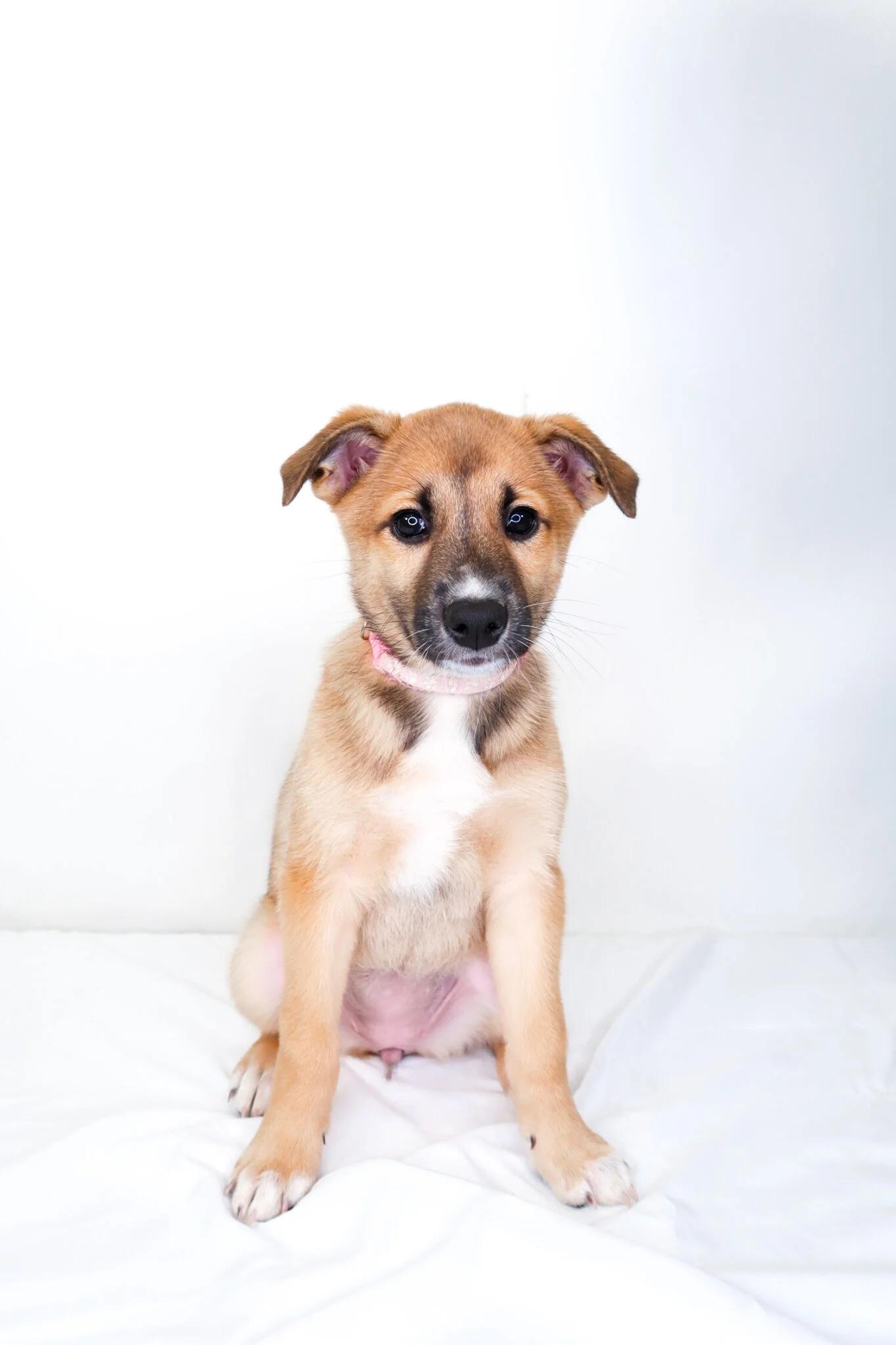 Jamaica, a ADOPTABLE mixed breed in Bixby, OK image 1/5