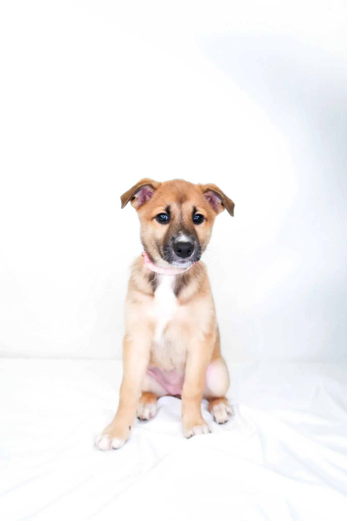 Jamaica, a ADOPTABLE mixed breed in Bixby, OK image 2/5