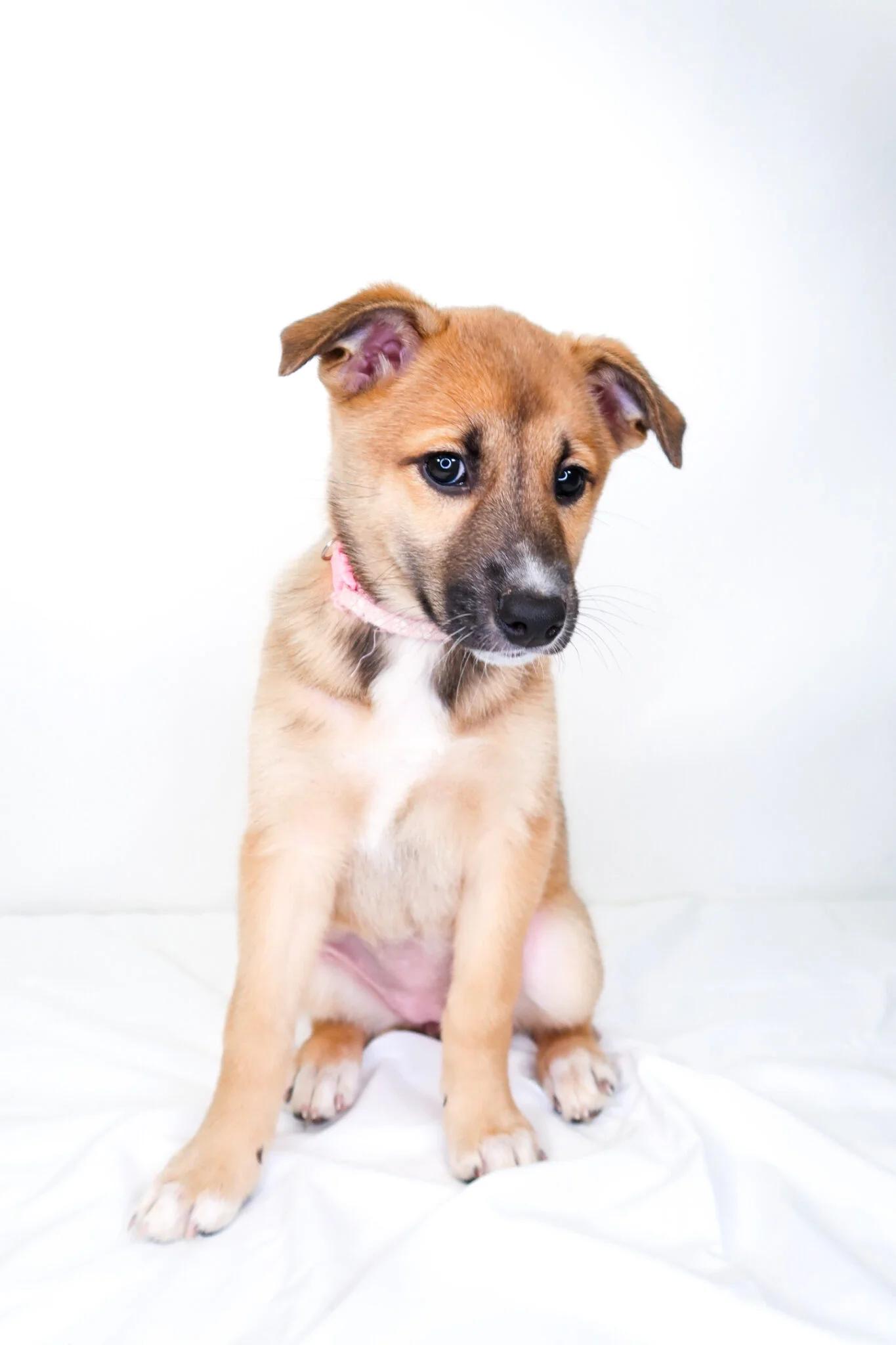 Jamaica, a ADOPTABLE mixed breed in Bixby, OK image 5/5