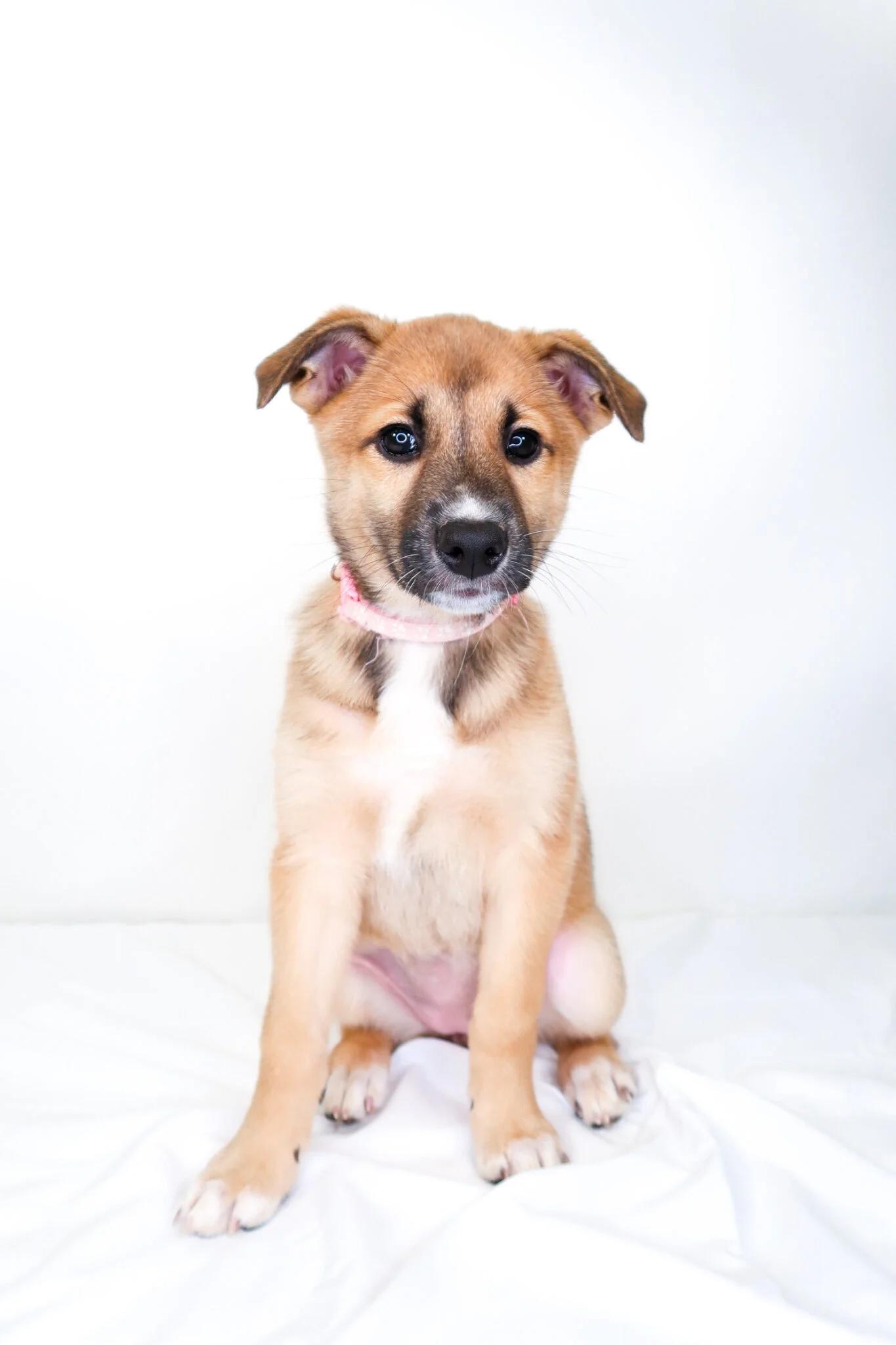 Jamaica, a ADOPTABLE mixed breed in Bixby, OK image 4/5