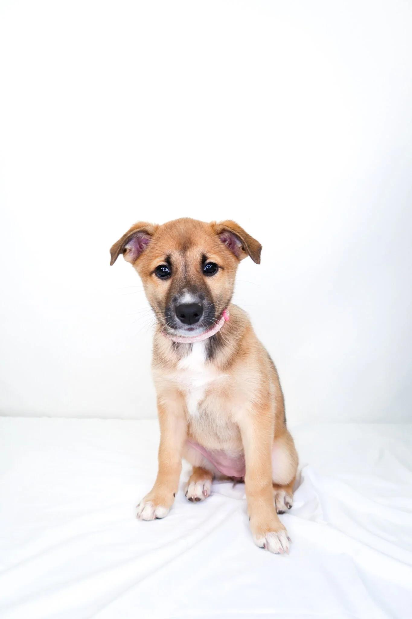 Jamaica, a ADOPTABLE mixed breed in Bixby, OK image 3/5