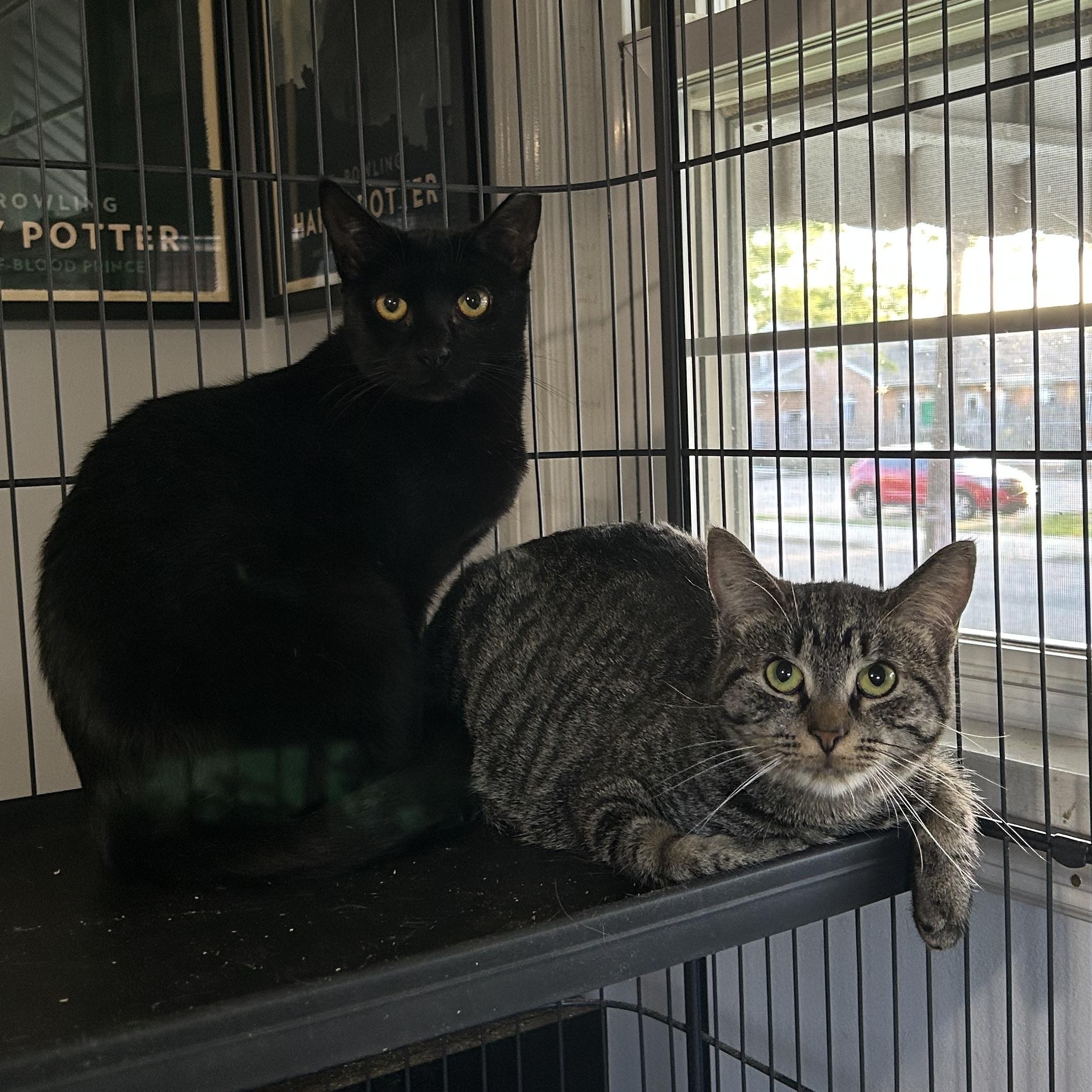 Joan Jett and Blackbird, a Adoptable Domestic Short Hair in Bellmawr, NJ image 1/3