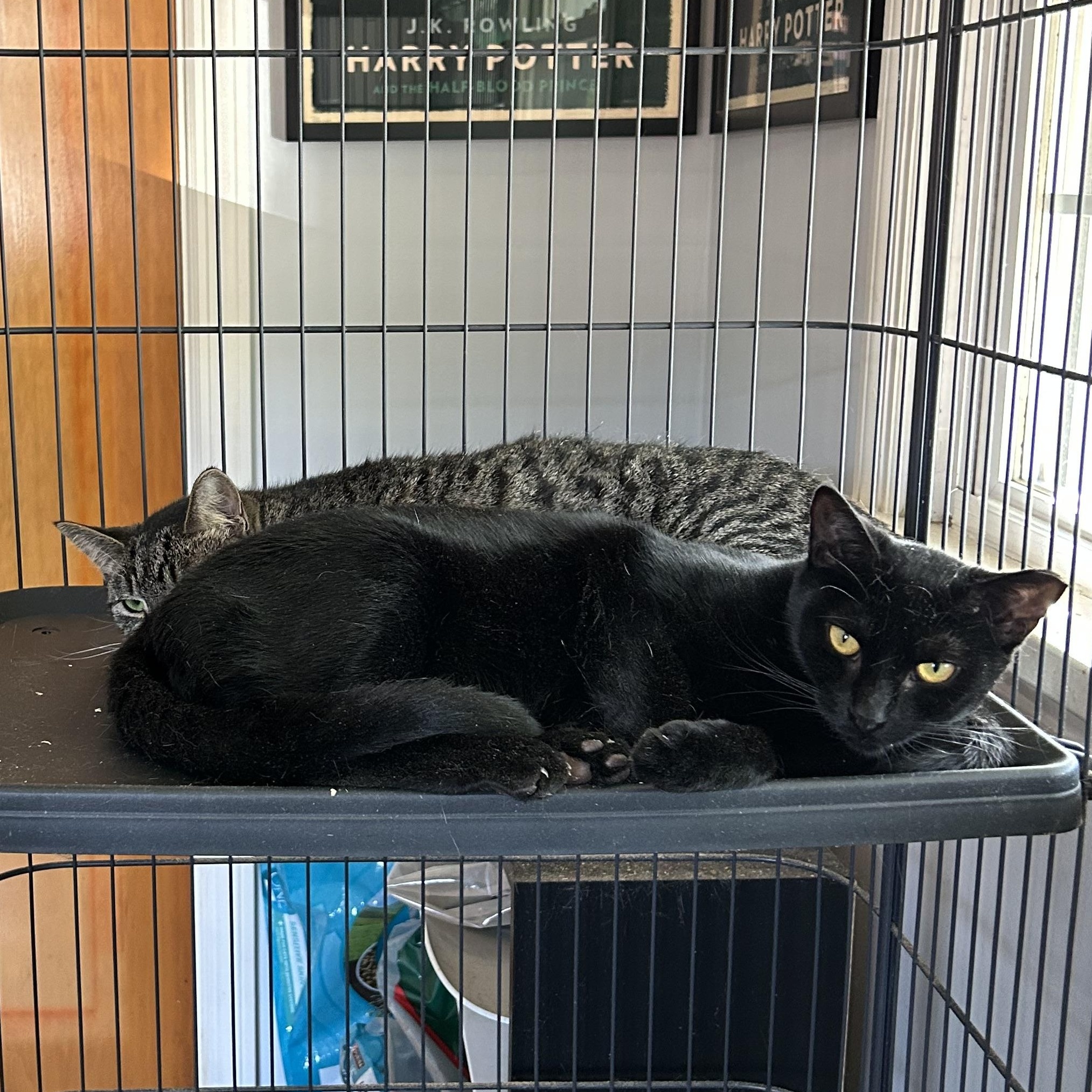 Joan Jett and Blackbird, a Adoptable Domestic Short Hair in Bellmawr, NJ image 2/3