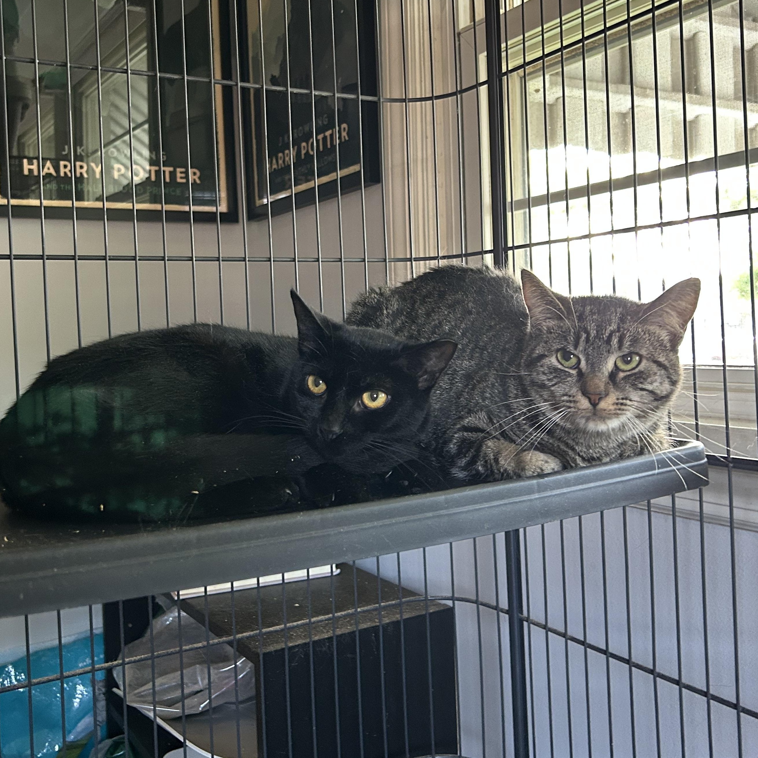 Joan Jett and Blackbird, a Adoptable Domestic Short Hair in Bellmawr, NJ image 3/3