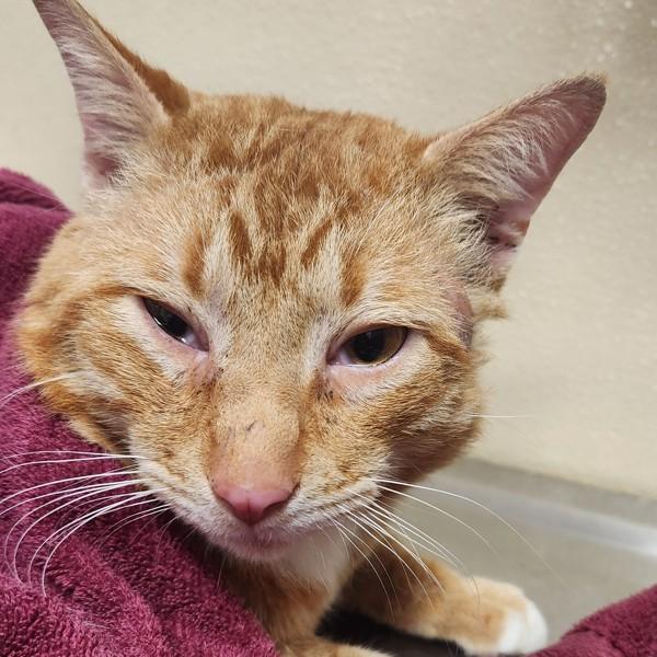 Leland, a Adoptable mixed breed in Vancouver, WA image 1/2