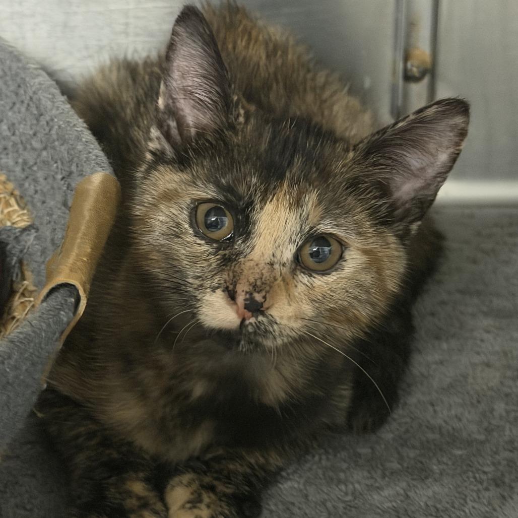 Enlarge Siren, a Adoptable Domestic Short Hair in Marion, VA image 1/1