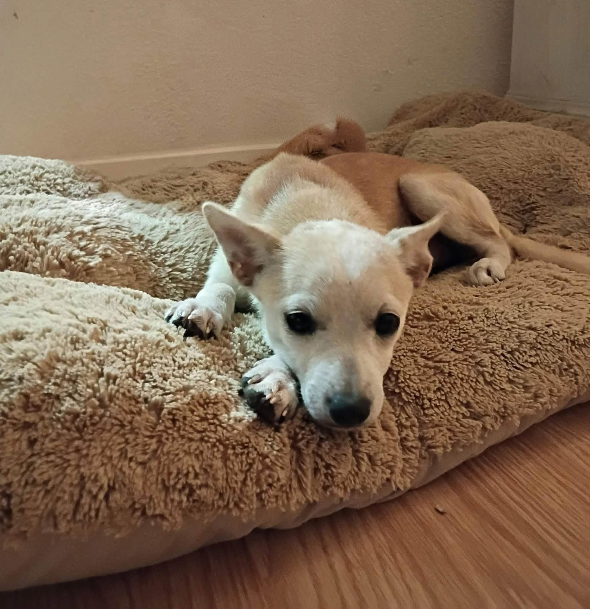 Enlarge IVY, a Adoptable mixed breed in Boston, MA image 1/3