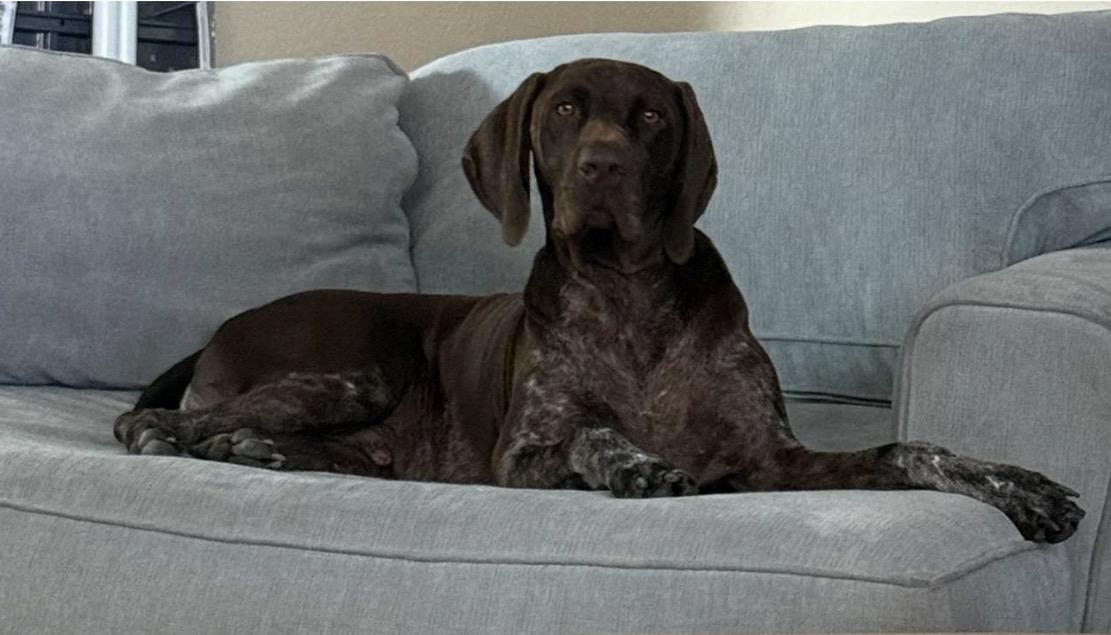 Enlarge Calvin, a Adopted German Shorthaired Pointer in Parrish, FL image 5/6