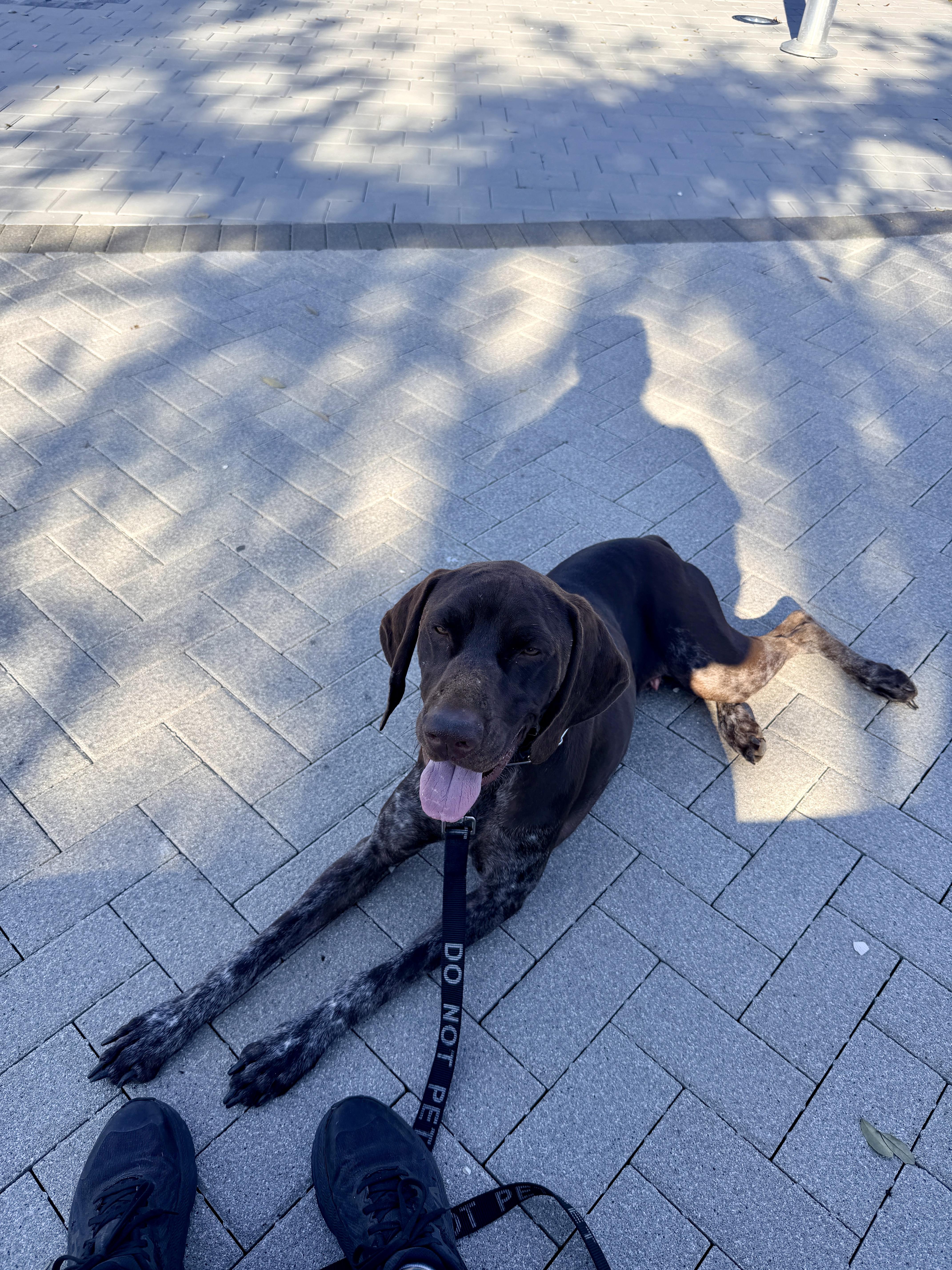 Enlarge Calvin, a Adopted German Shorthaired Pointer in Parrish, FL image 2/6