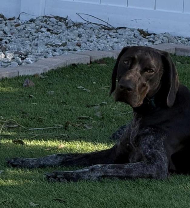 Enlarge Calvin, a Adopted German Shorthaired Pointer in Parrish, FL image 6/6