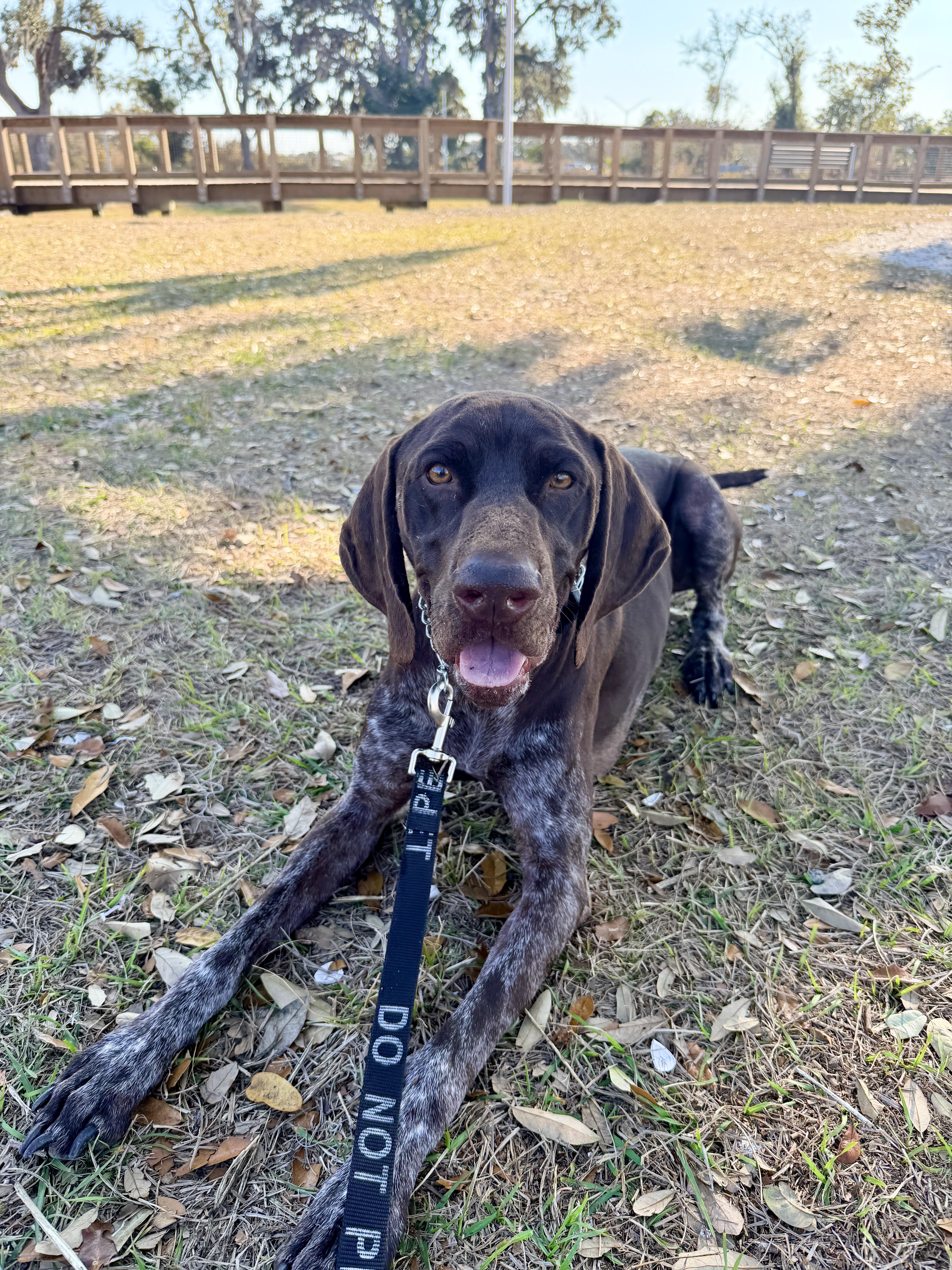 Calvin, Adoptable, Adult Male German Shorthaired Pointer.