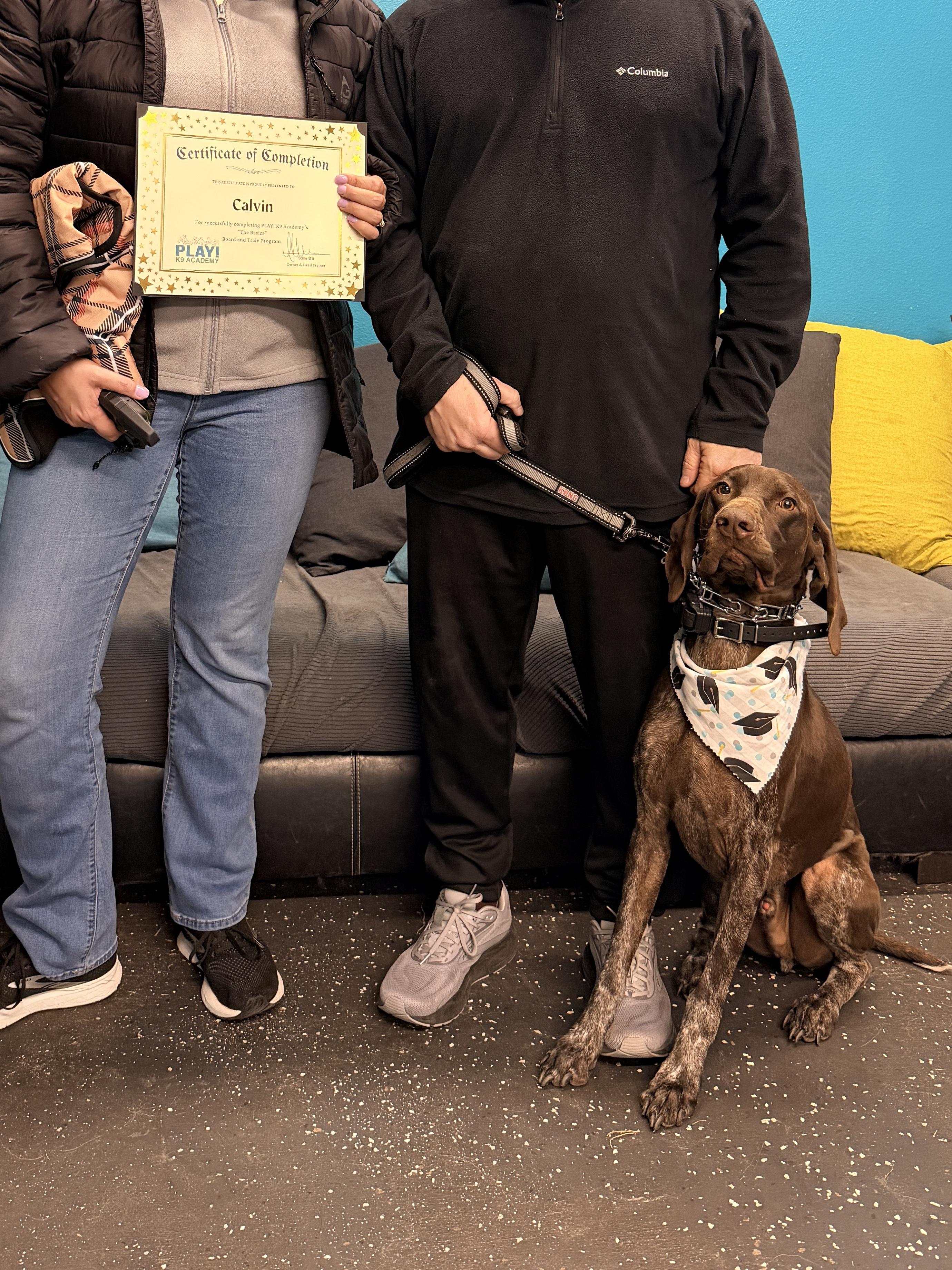 Enlarge Calvin, a Adopted German Shorthaired Pointer in Parrish, FL image 3/6