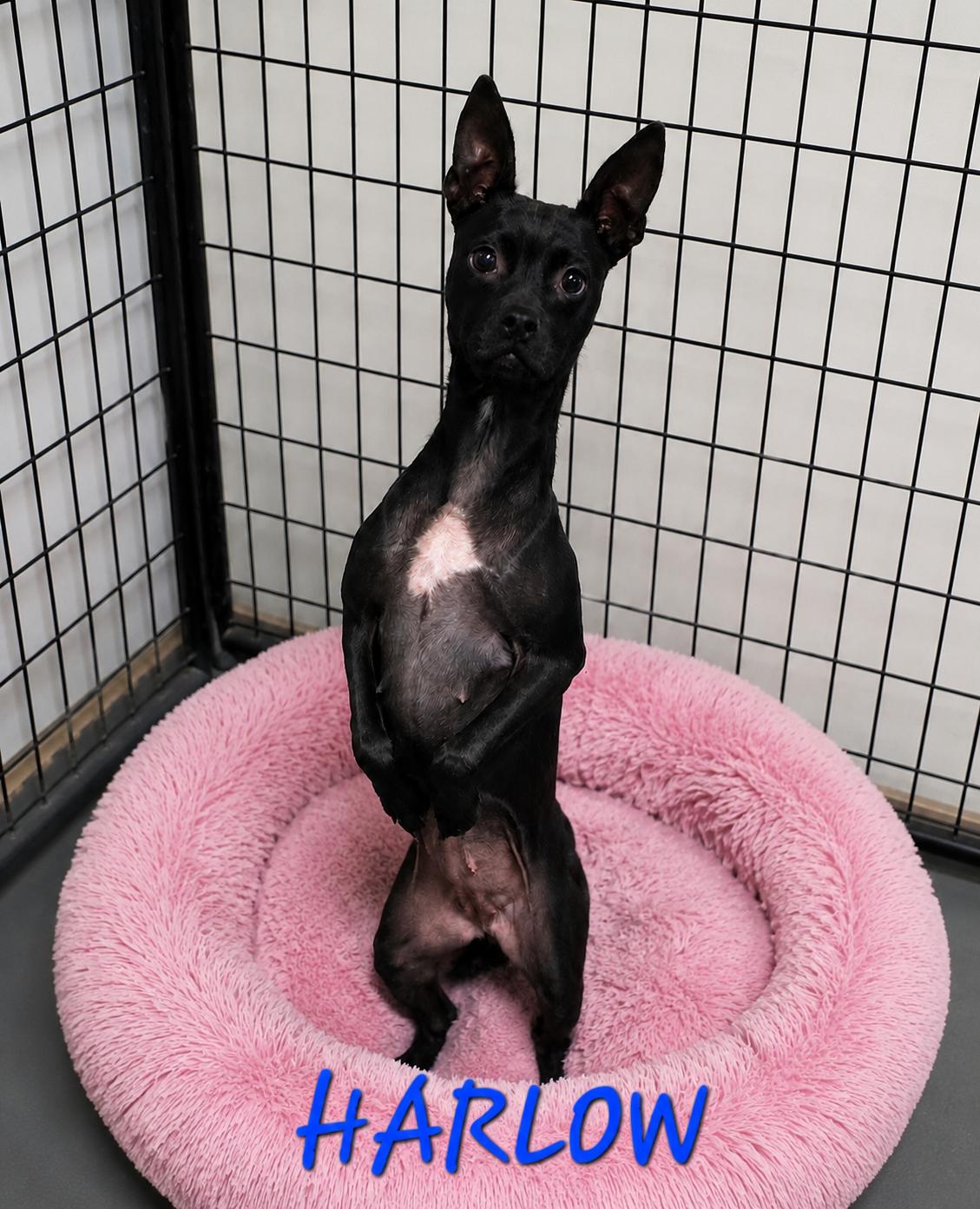 Enlarge Harlow, a ADOPTABLE mixed breed in Momence, IL image 1/1