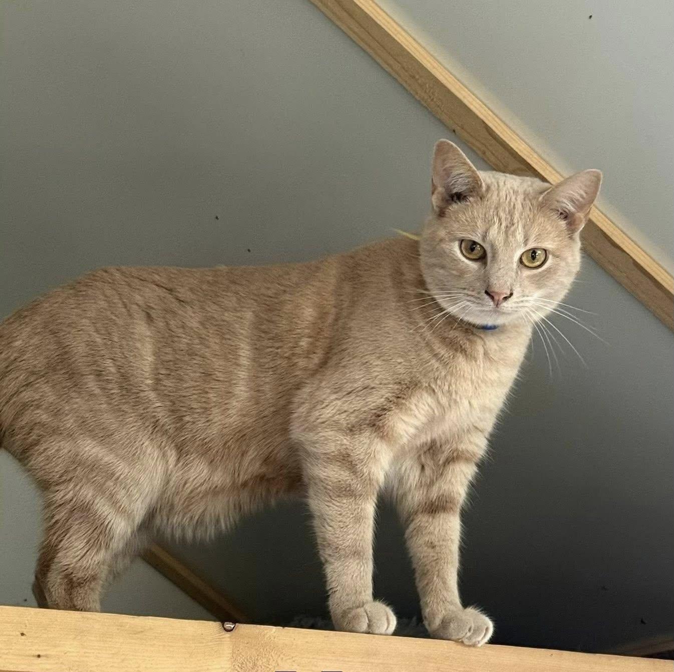 Enlarge MARTY, a Adoptable Domestic Short Hair in Millerstown, PA image 3/6