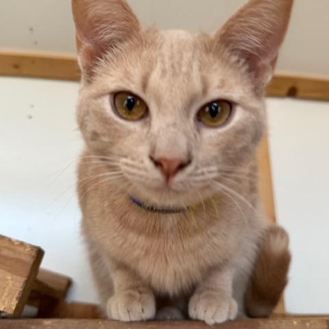 Enlarge MARTY, a Adoptable Domestic Short Hair in Millerstown, PA image 3/6