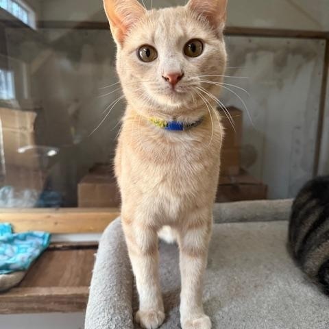 Enlarge MARTY, a Adoptable Domestic Short Hair in Millerstown, PA image 5/6