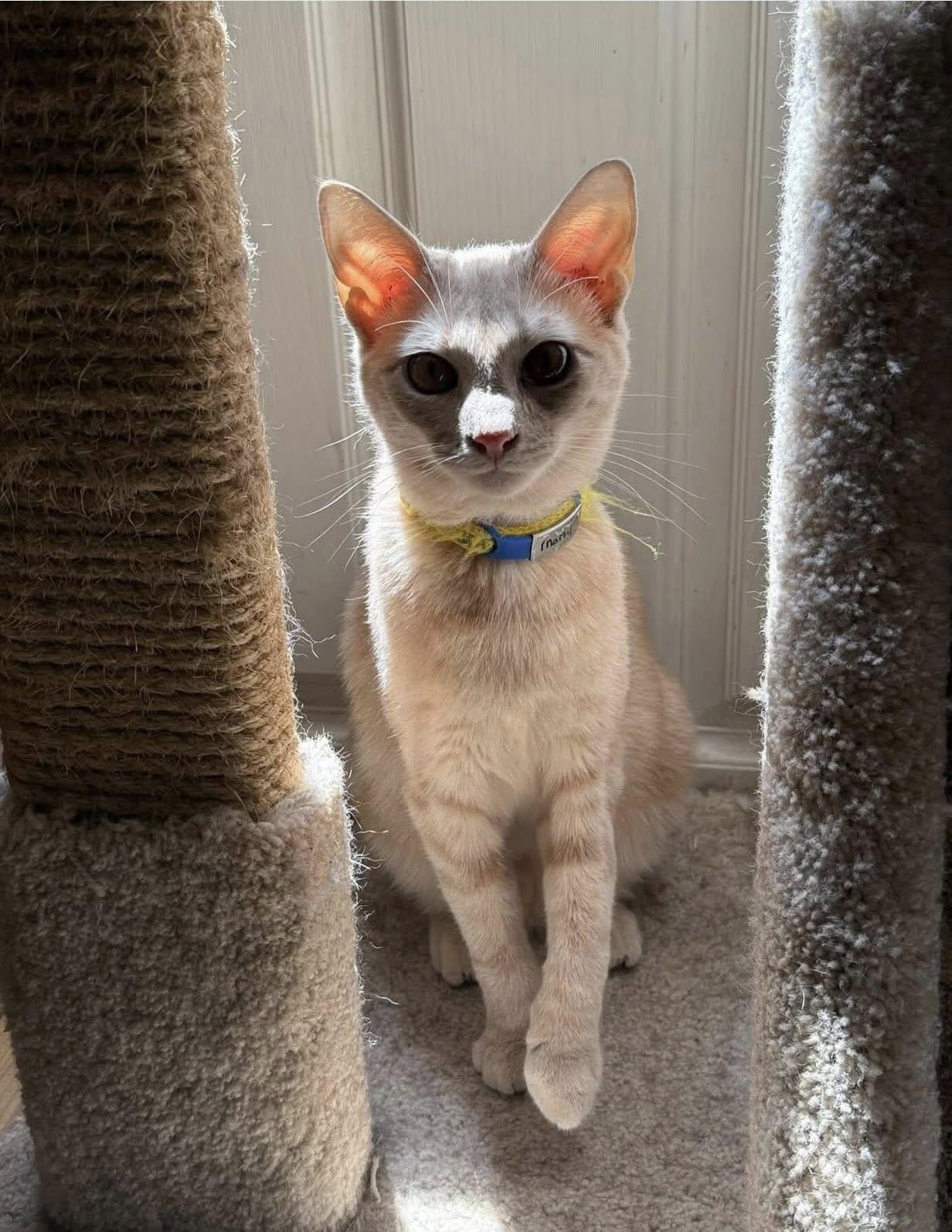 Enlarge MARTY, a Adoptable Domestic Short Hair in Millerstown, PA image 4/6