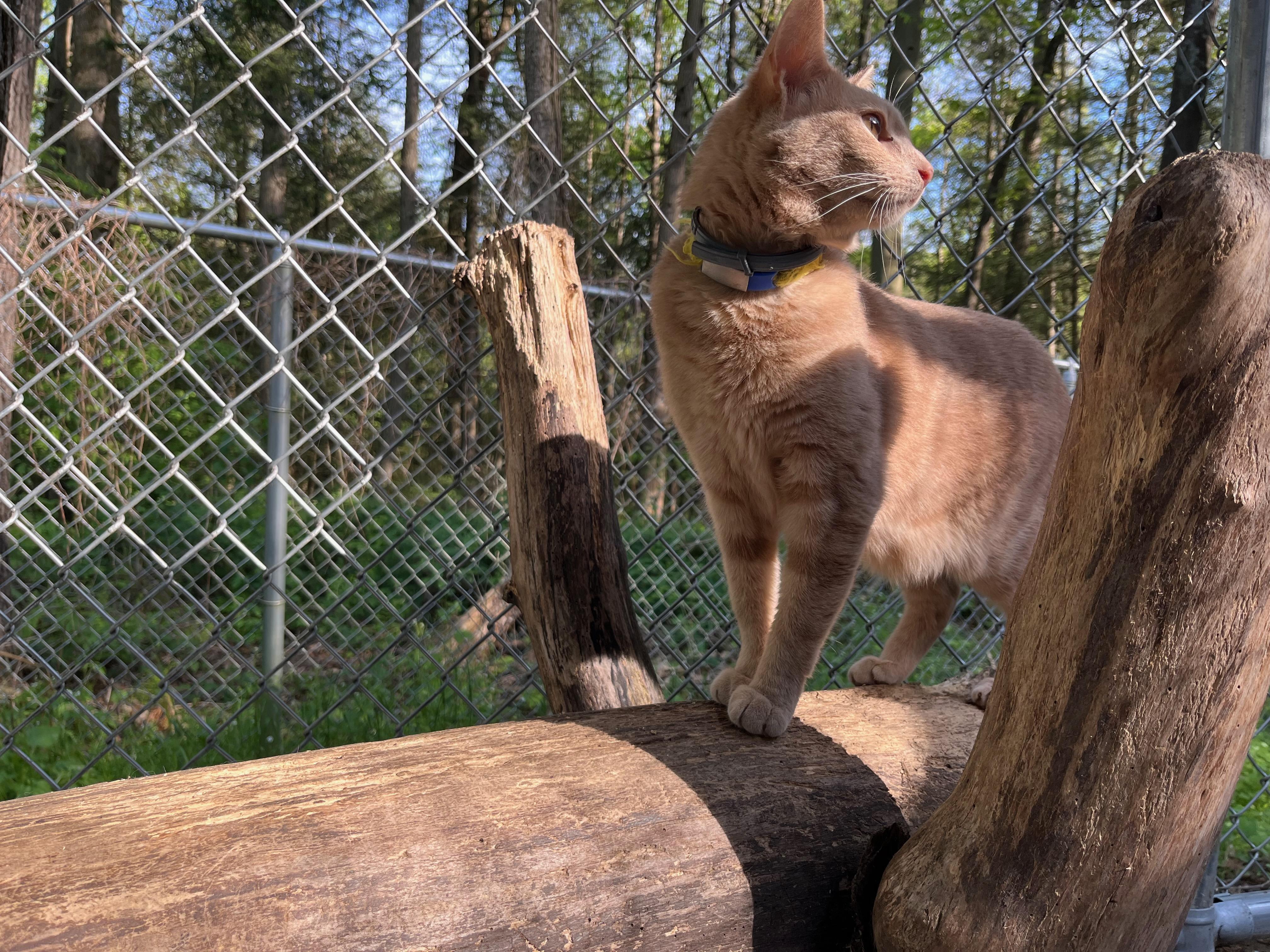 MARTY, a Adoptable Domestic Short Hair in Millerstown, PA image 2/6