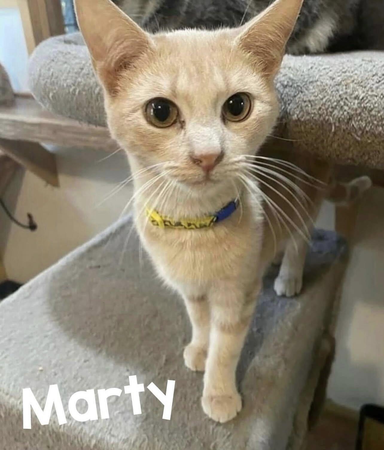 Enlarge MARTY, a Adoptable Domestic Short Hair in Millerstown, PA image 2/6