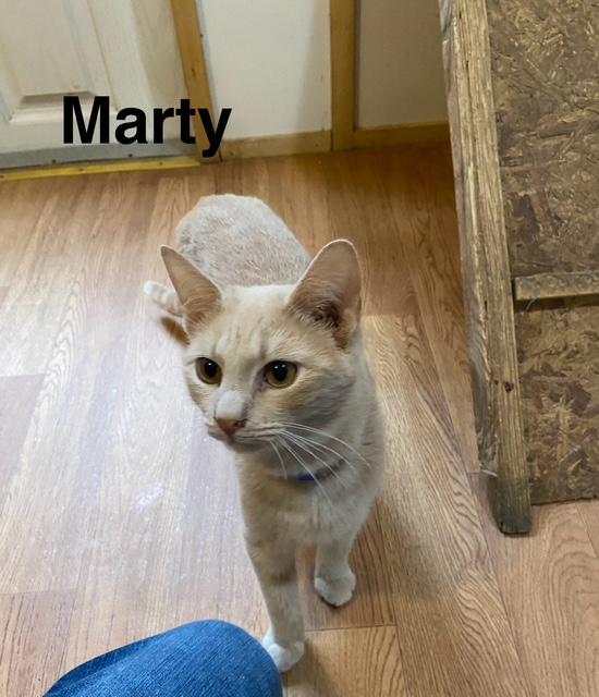 Enlarge MARTY, a Adoptable Domestic Short Hair in Millerstown, PA image 2/6