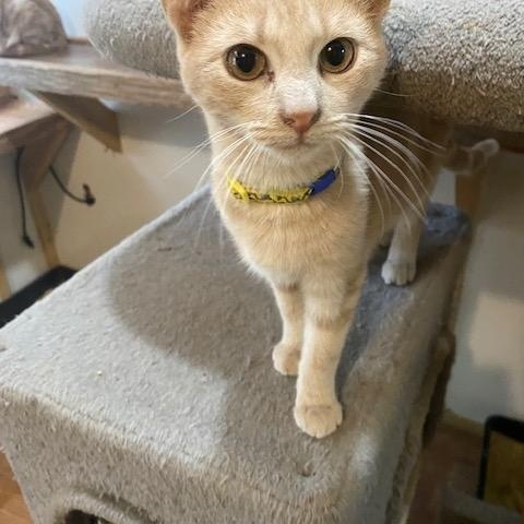 Enlarge MARTY, a Adoptable Domestic Short Hair in Millerstown, PA image 6/6