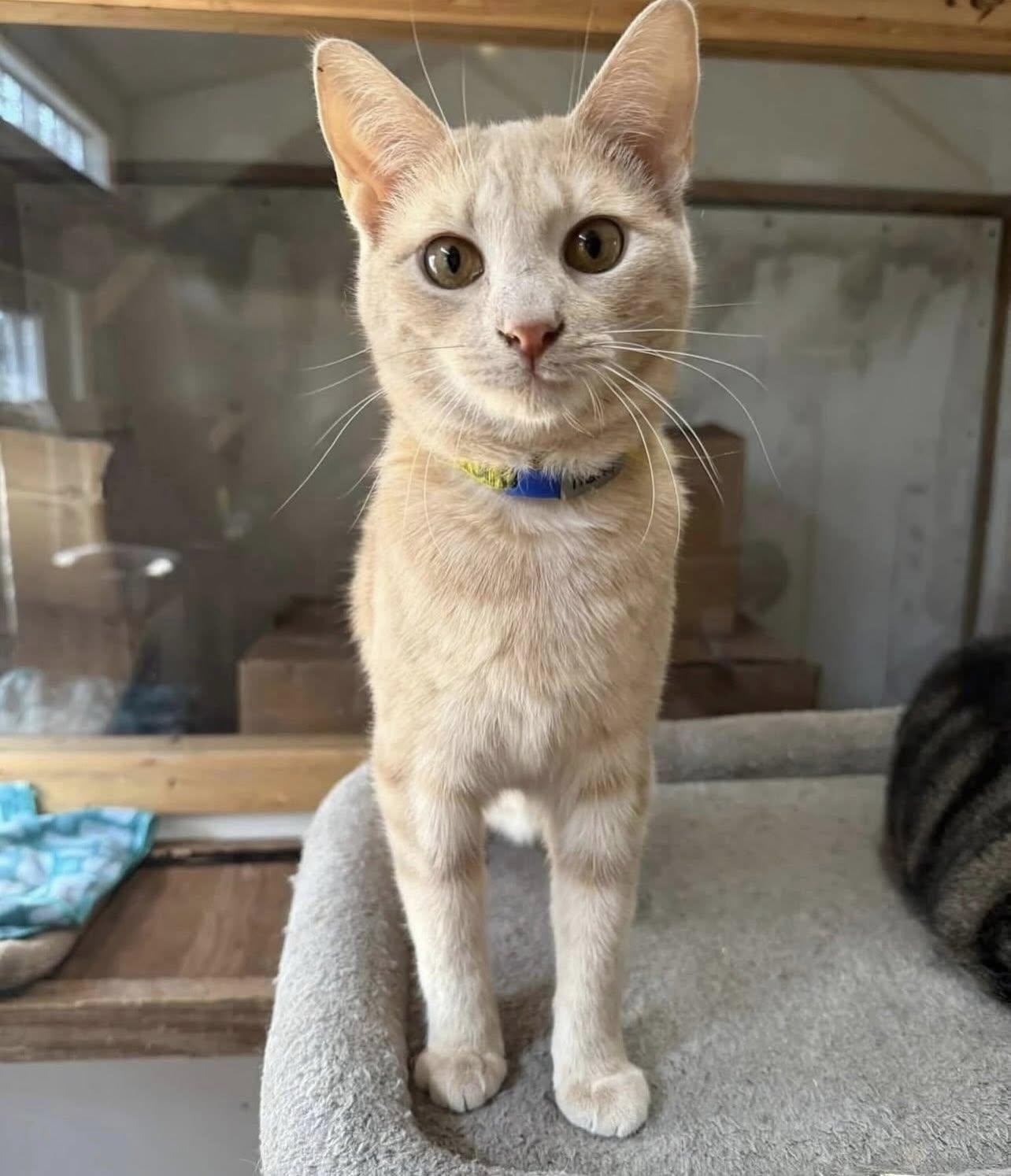 Enlarge MARTY, a Adoptable Domestic Short Hair in Millerstown, PA image 4/6
