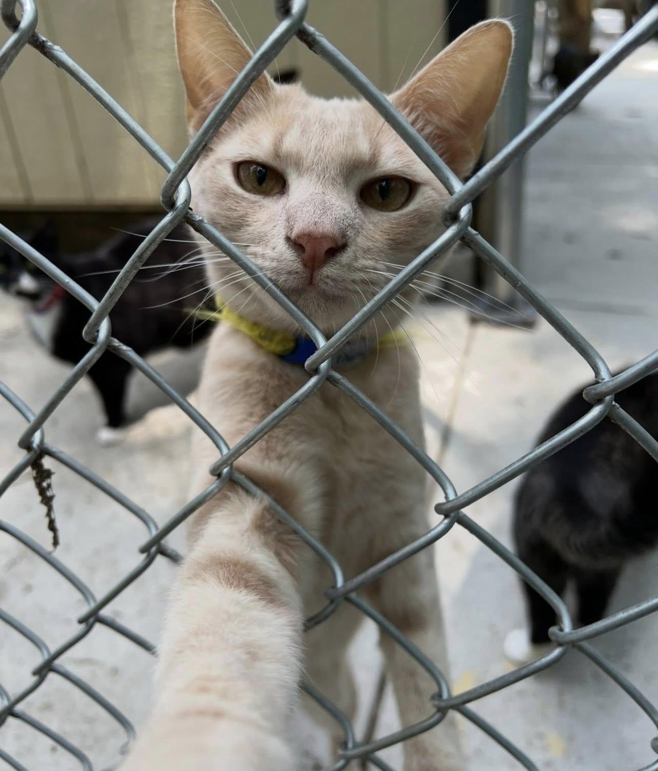Enlarge MARTY, a Adoptable Domestic Short Hair in Millerstown, PA image 5/6