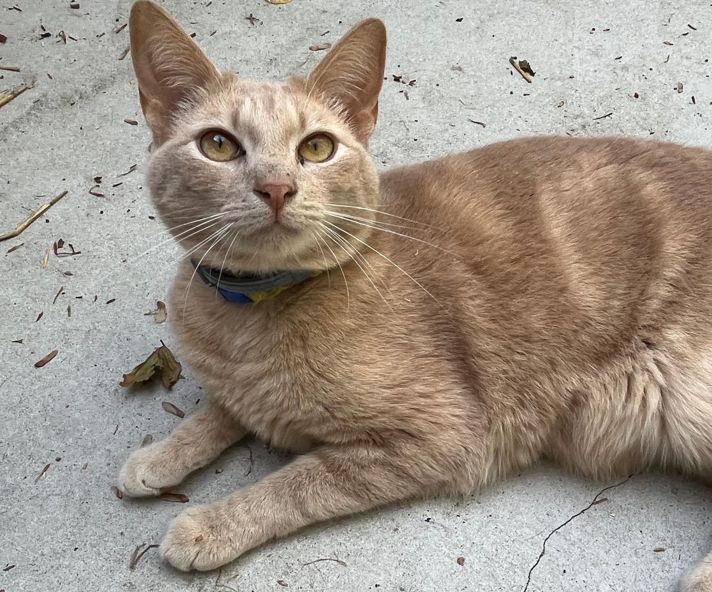 MARTY, a Adoptable Domestic Short Hair in Millerstown, PA image 1/6