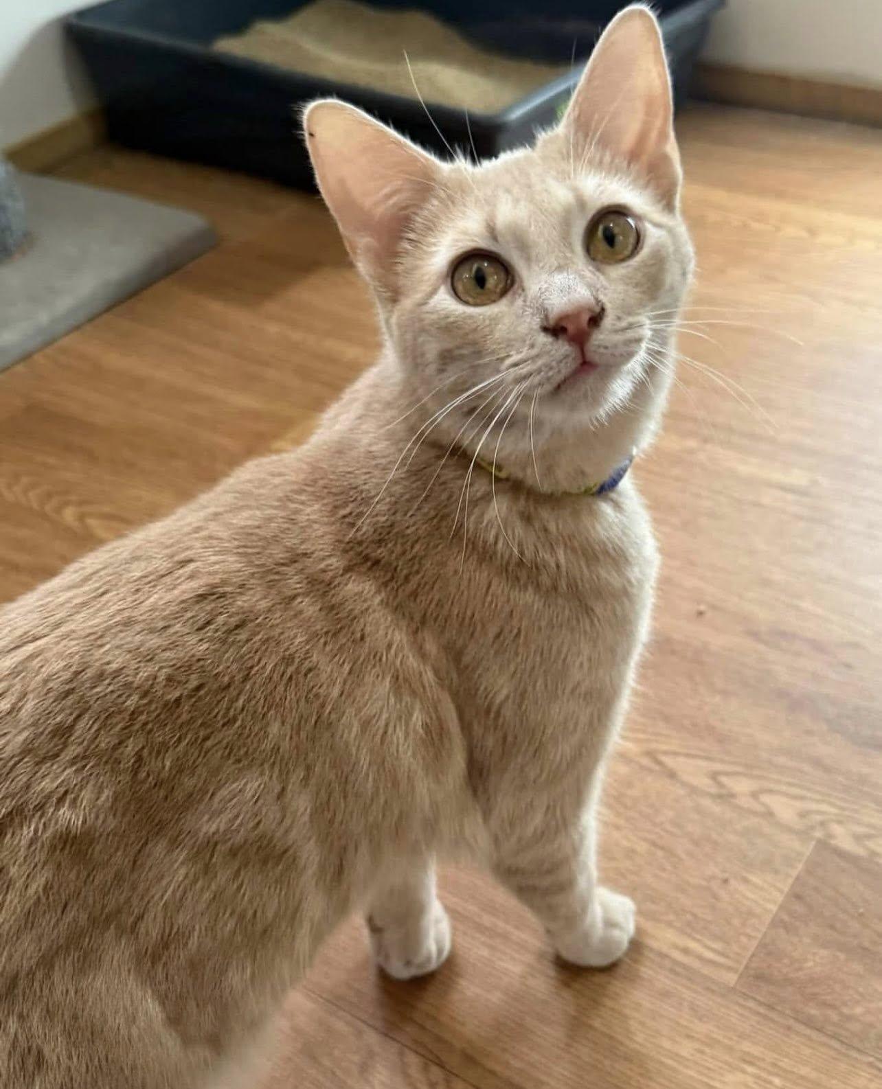 MARTY, Adoptable, Adult Male Domestic Short Hair.