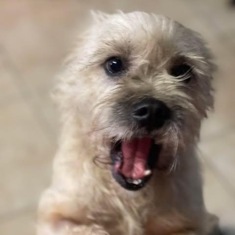 Enlarge CLEO 4 yrs 10 lbs, a ADOPTABLE mixed breed in san diego, CA image 2/4