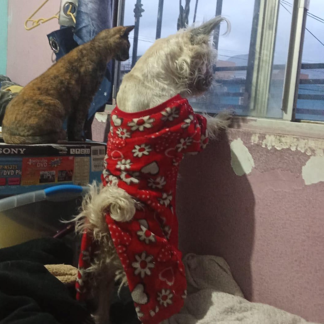 Enlarge CLEO 4 yrs 10 lbs, a ADOPTABLE mixed breed in san diego, CA image 4/4