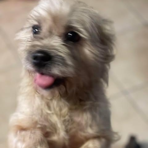 Enlarge CLEO 4 yrs 10 lbs, a ADOPTABLE mixed breed in san diego, CA image 1/4