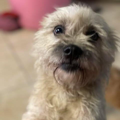 Enlarge CLEO 4 yrs 10 lbs, a ADOPTABLE mixed breed in san diego, CA image 3/4