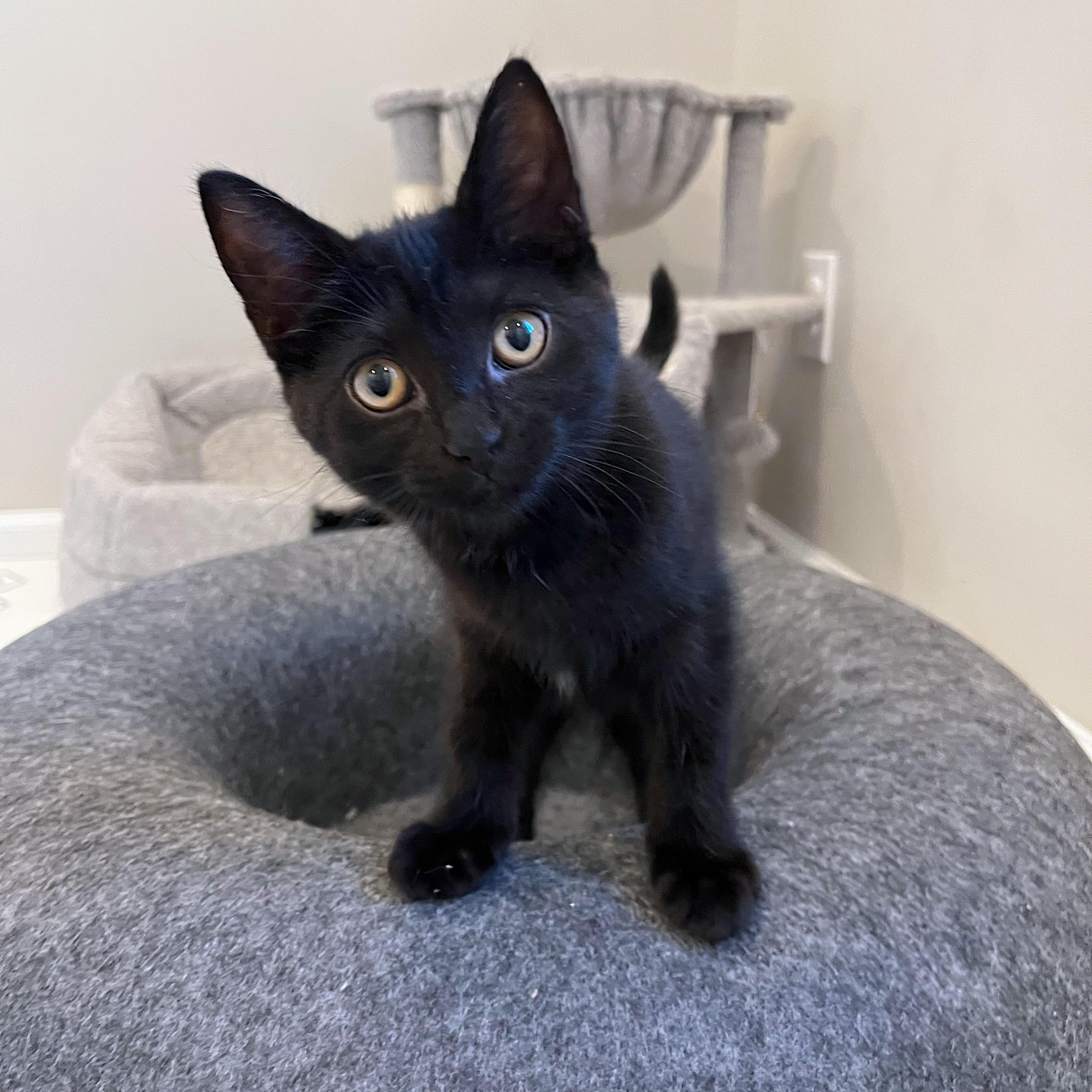 Enlarge Natalia, an adoption pending Domestic Short Hair in Alexandria, VA image 2/6