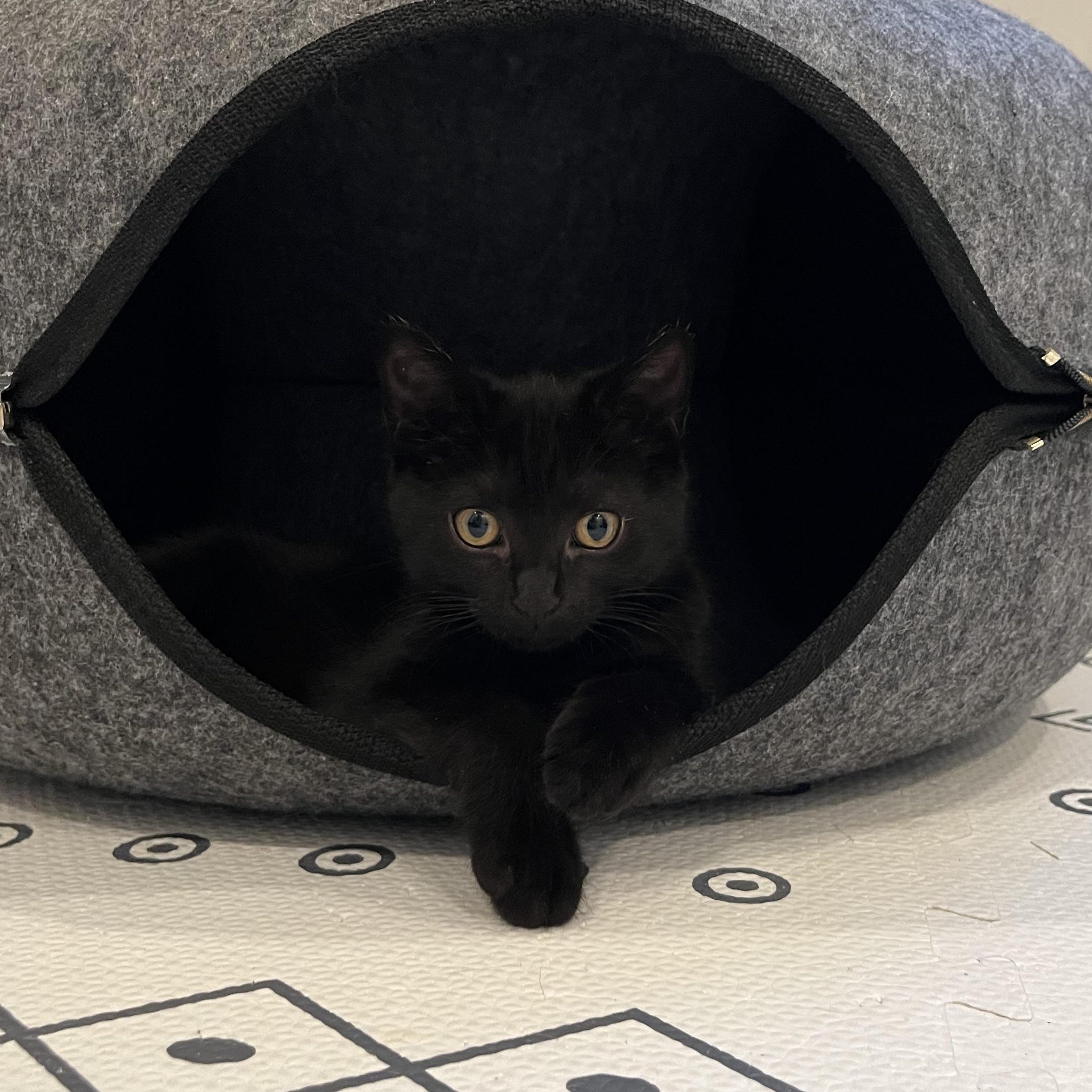 Enlarge Natalia, an adoption pending Domestic Short Hair in Alexandria, VA image 4/6