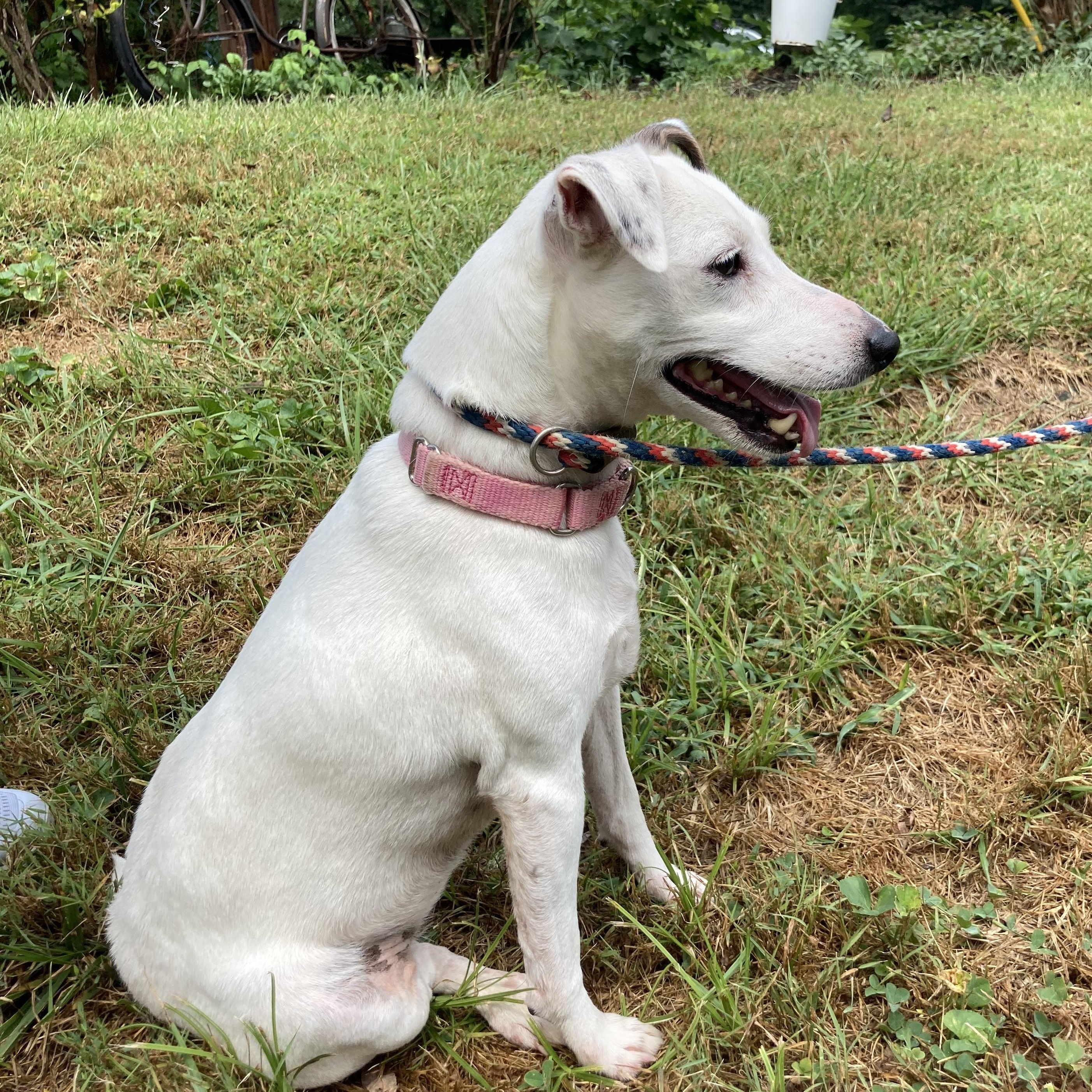 River, Adopted, Senior Female Jack Russell Terrier.