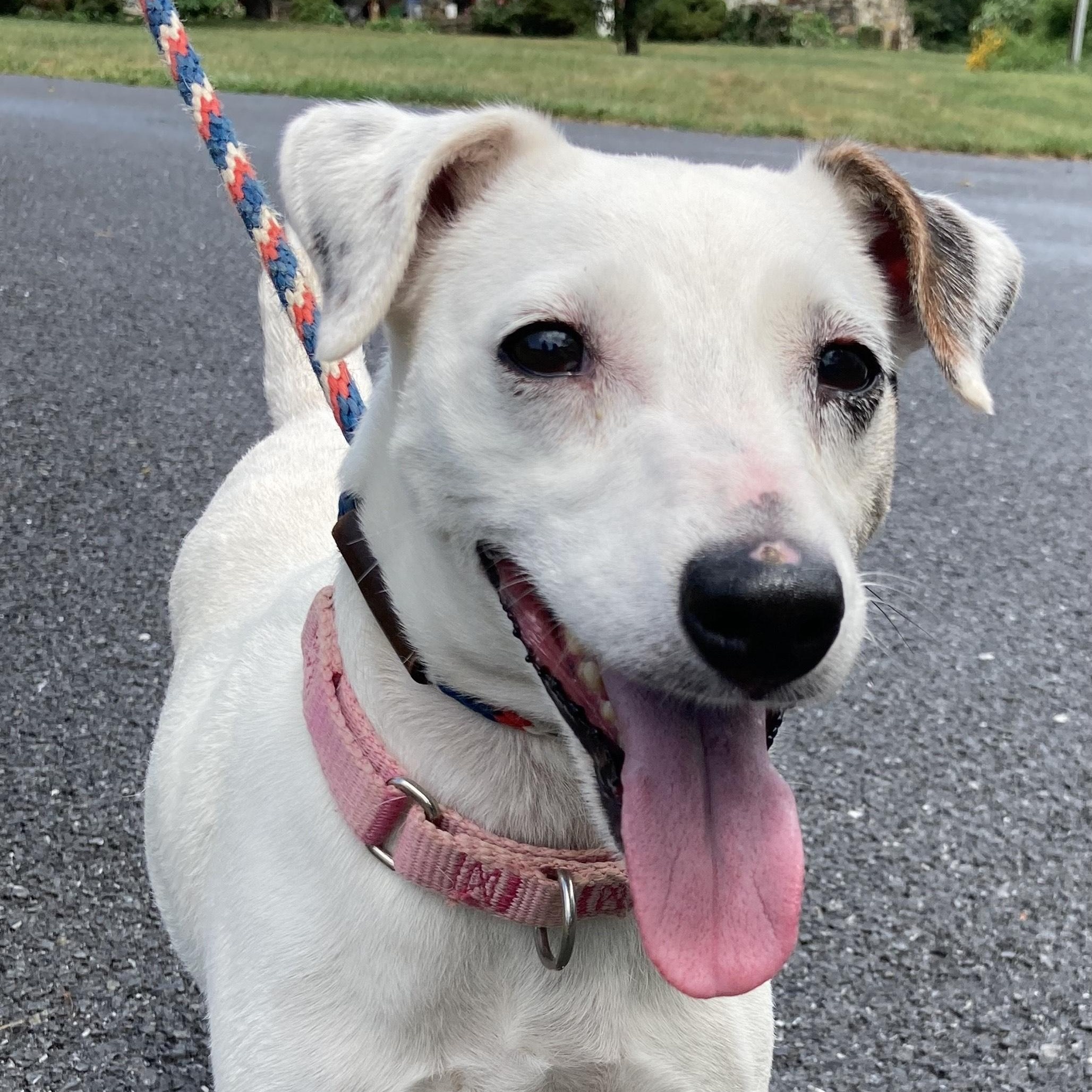 Enlarge River, a Adopted mixed breed in Silver Spring, MD image 2/4