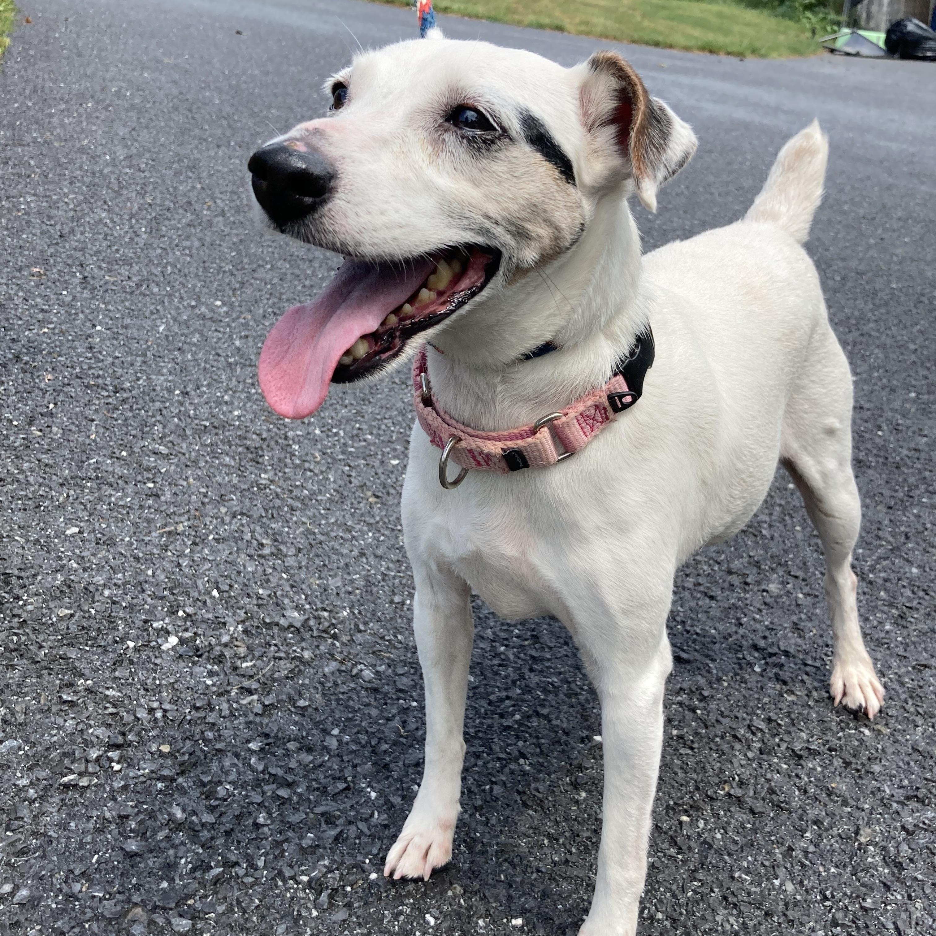 Enlarge River, a Adopted mixed breed in Silver Spring, MD image 3/4