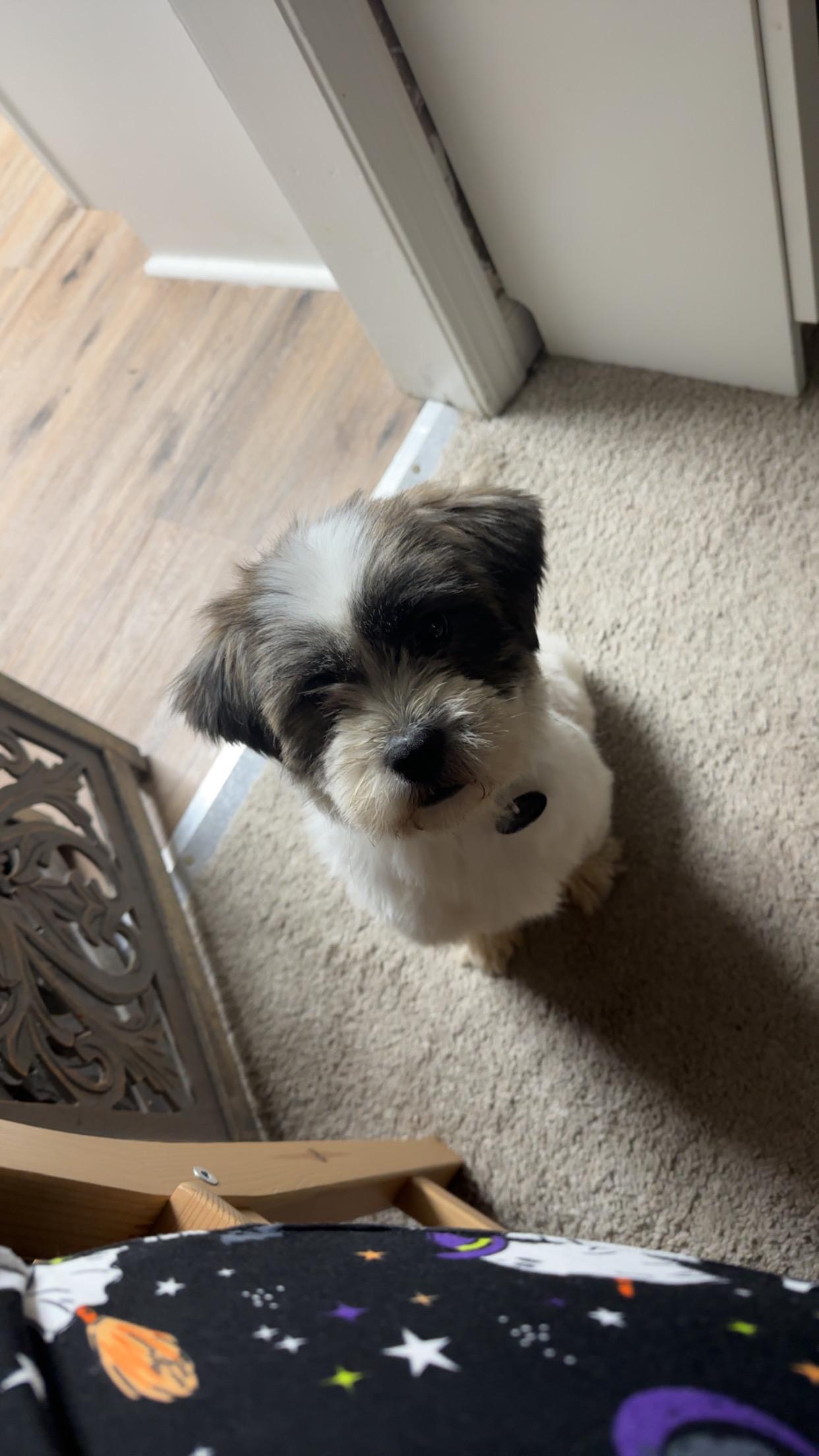 Sami, an adoptable Cavapoo in Memphis, TN, 38111 | Photo Image 3